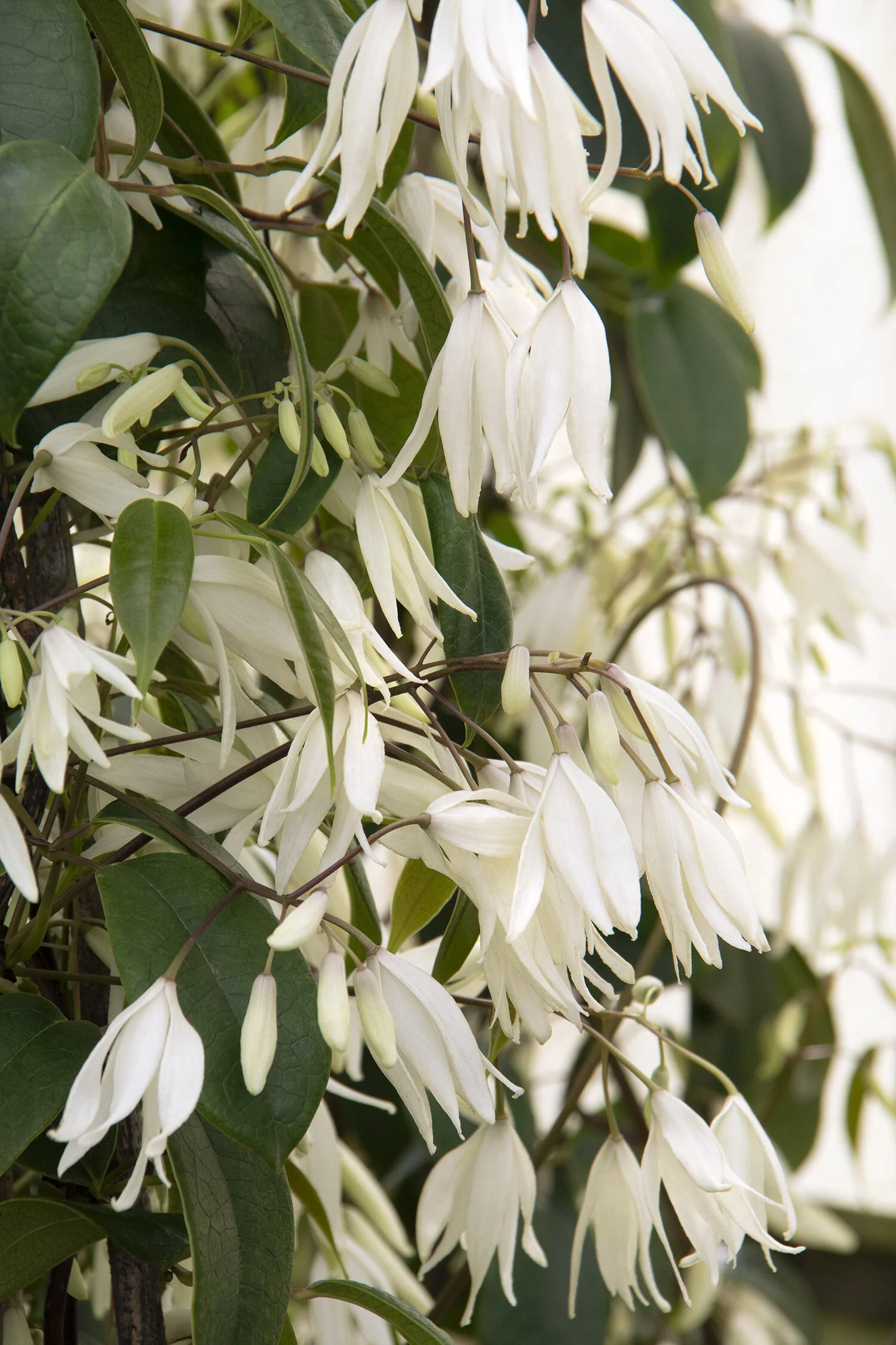 Heavenly Ascent® Holboellia Vine 3 Heavenly Ascent® Holboellia Vine