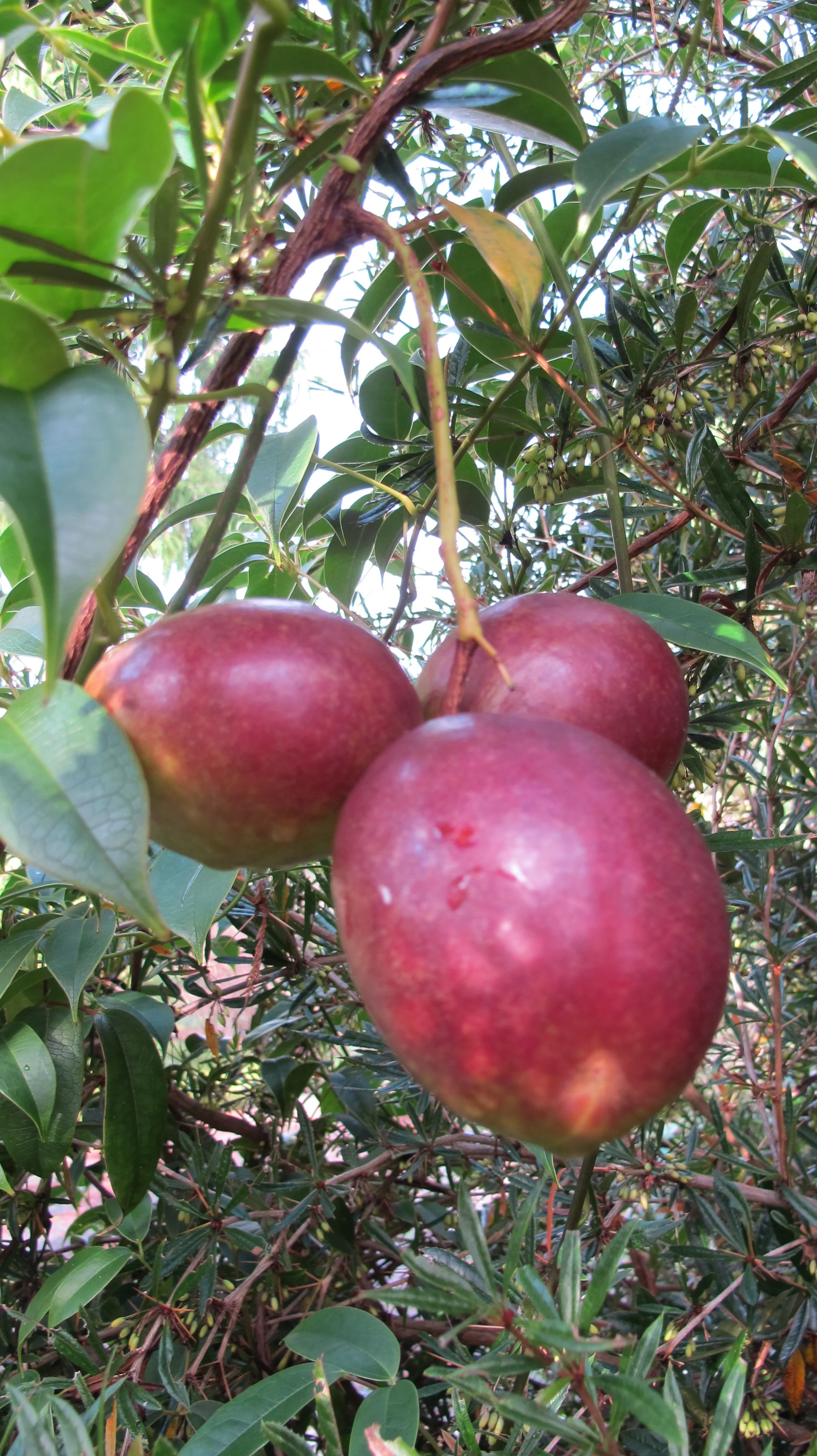 Heavenly Ascent® Holboellia Vine