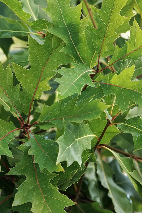 Pin Oak 8 Pin Oak