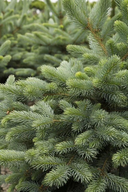 Baby Blue Eyes Spruce 1 Baby Blue Eyes Spruce