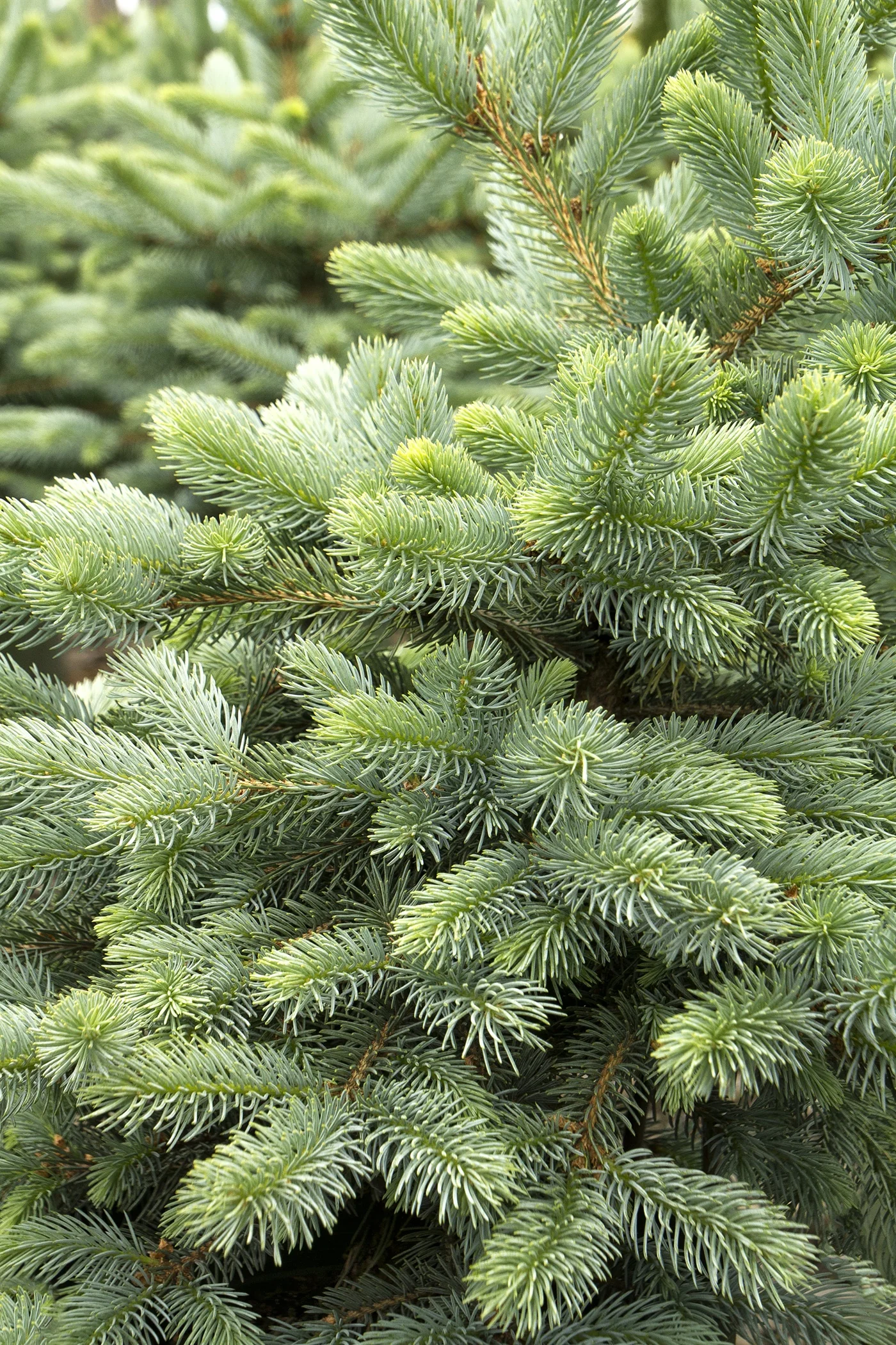 Baby Blue Eyes Spruce 2 Baby Blue Eyes Spruce