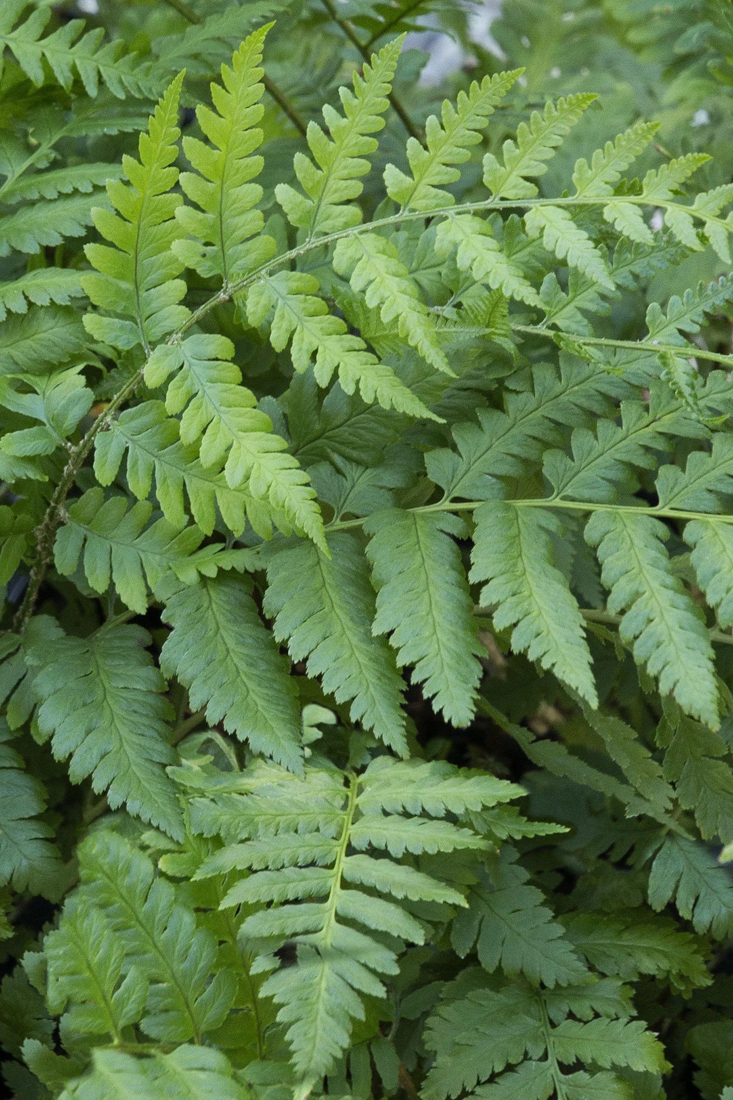 Log Fern 7 Log Fern