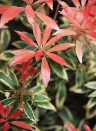 FIRE N ICE Pieris