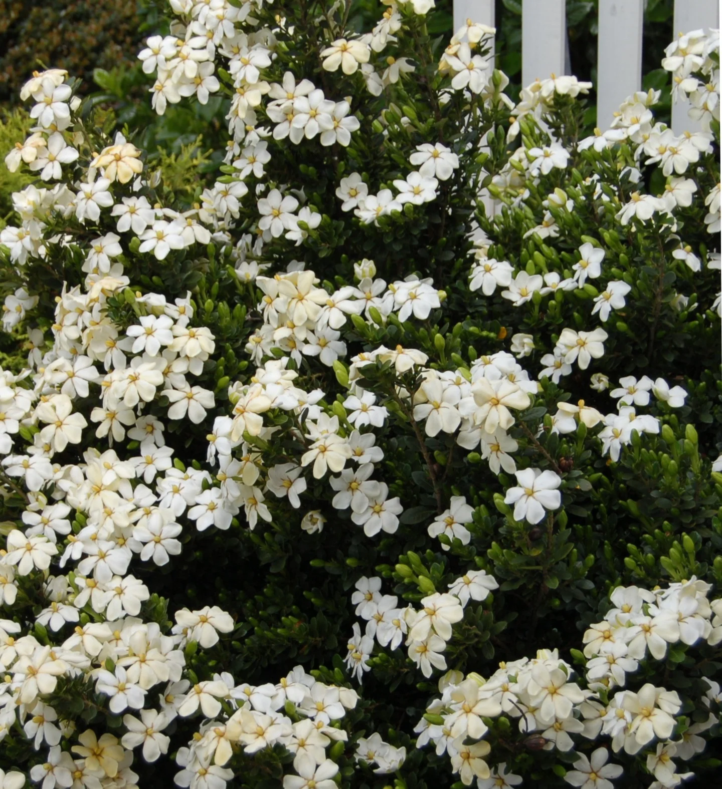 Echo® Heaven Scent® Gardenia 1 Echo® Heaven Scent® Gardenia