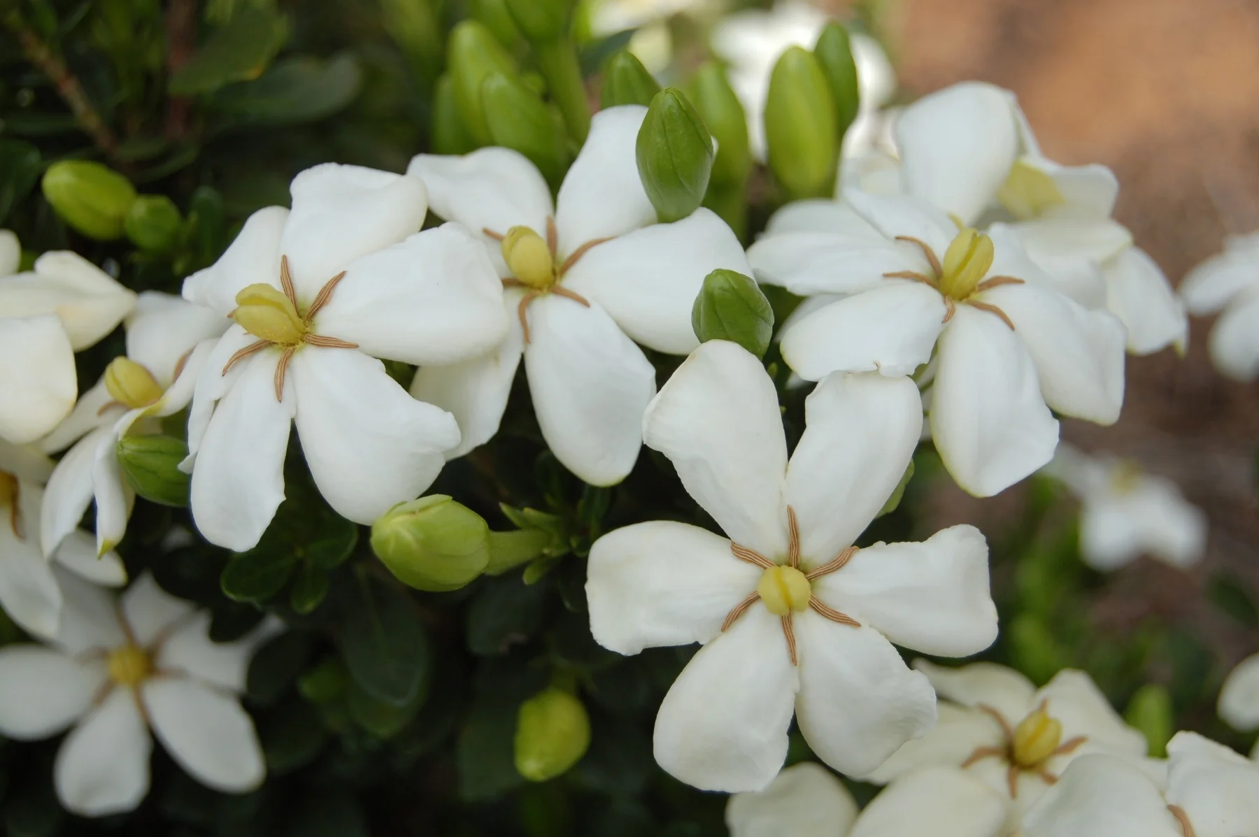 Echo® Heaven Scent® Gardenia 2 Echo® Heaven Scent® Gardenia