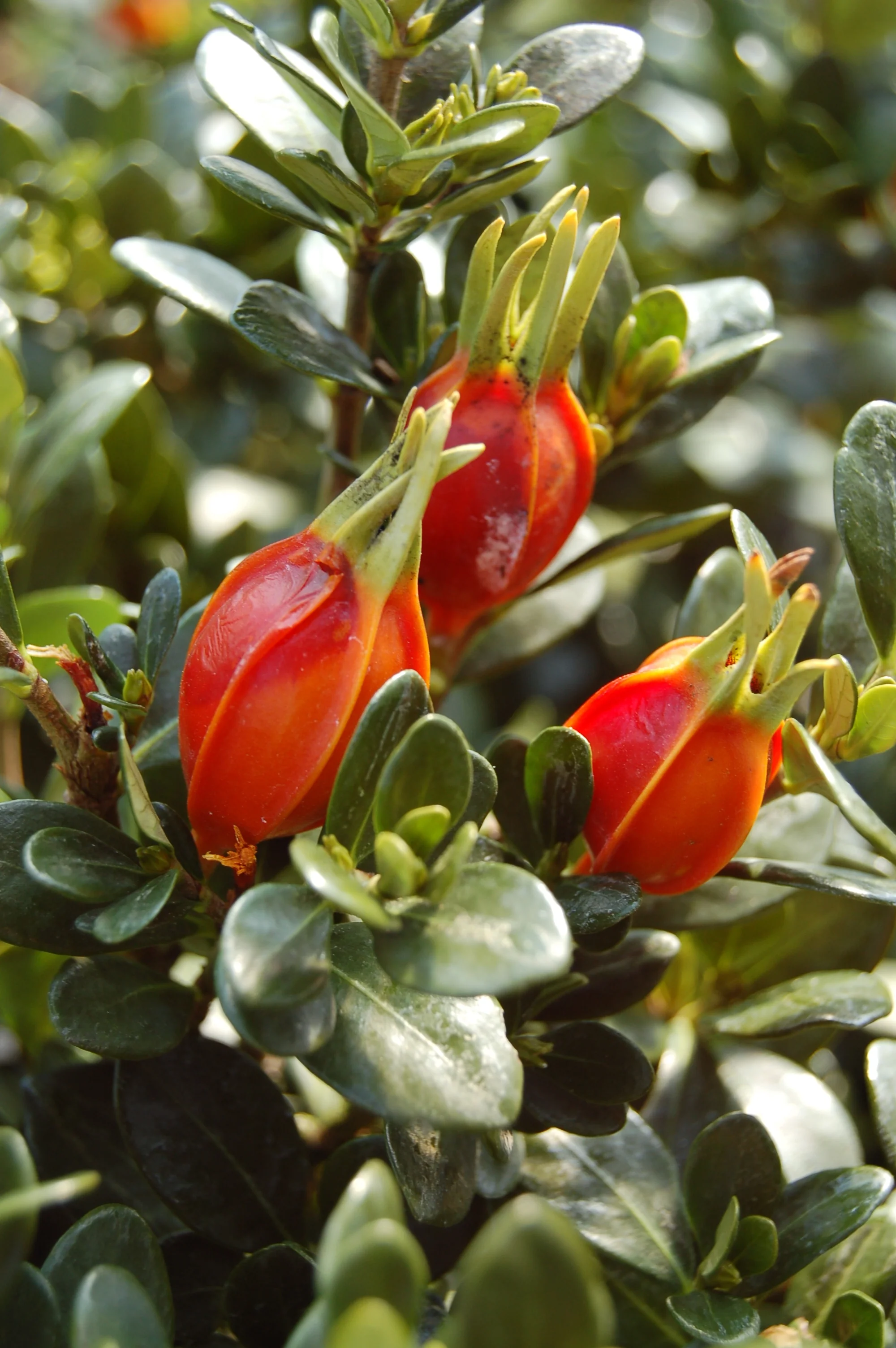 Echo® Heaven Scent® Gardenia 3 Echo® Heaven Scent® Gardenia