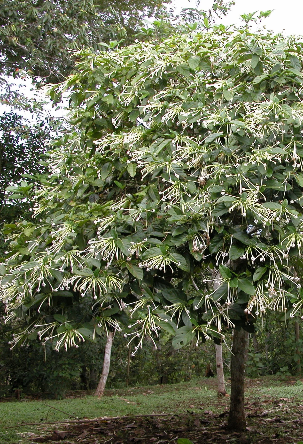 Belize Needle-Flower Tree