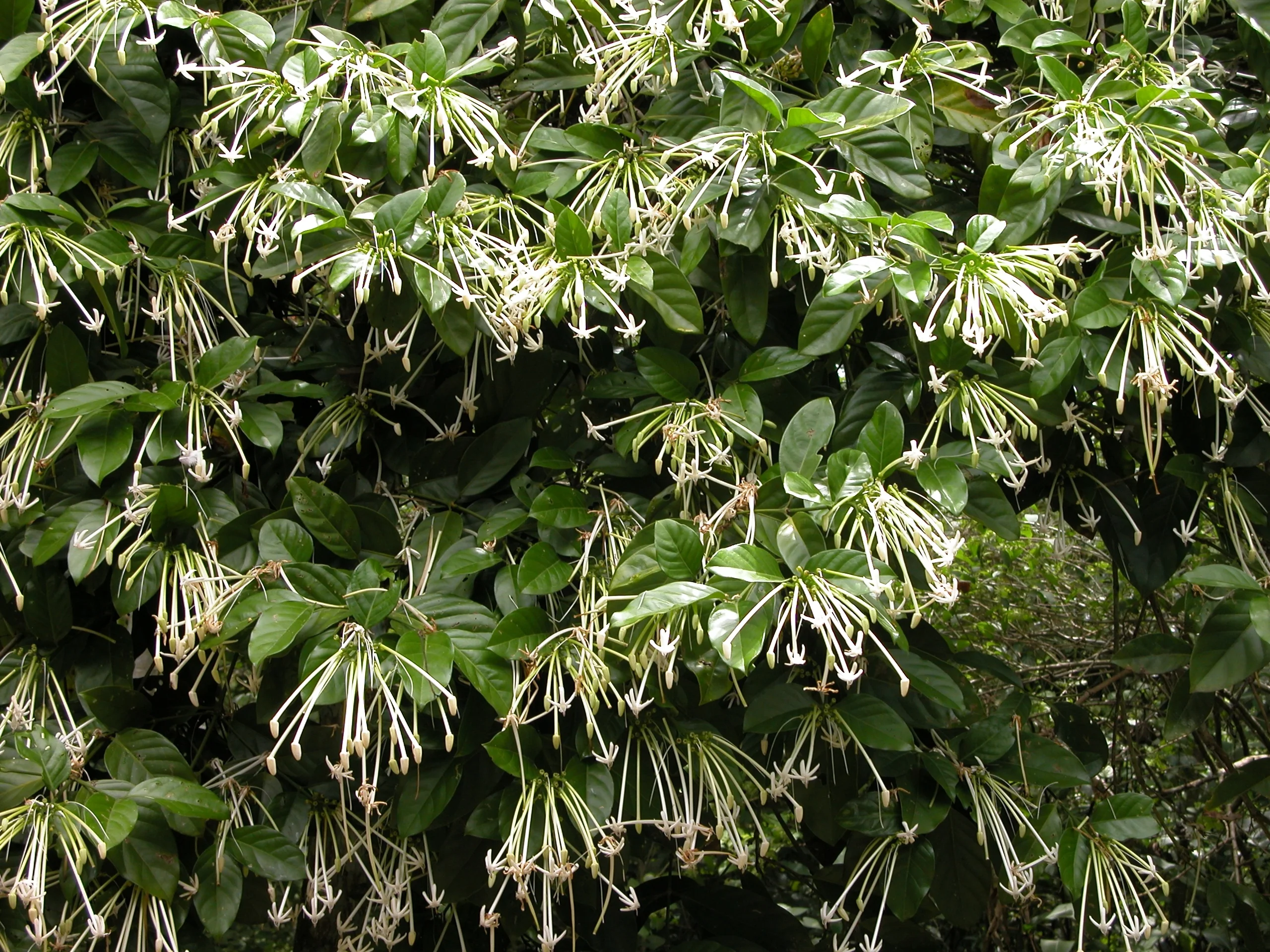 Belize Needle-Flower Tree 2 Belize Needle-Flower Tree