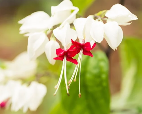 Variegated Bleeding Heart Vine 2 Variegated Bleeding Heart Vine