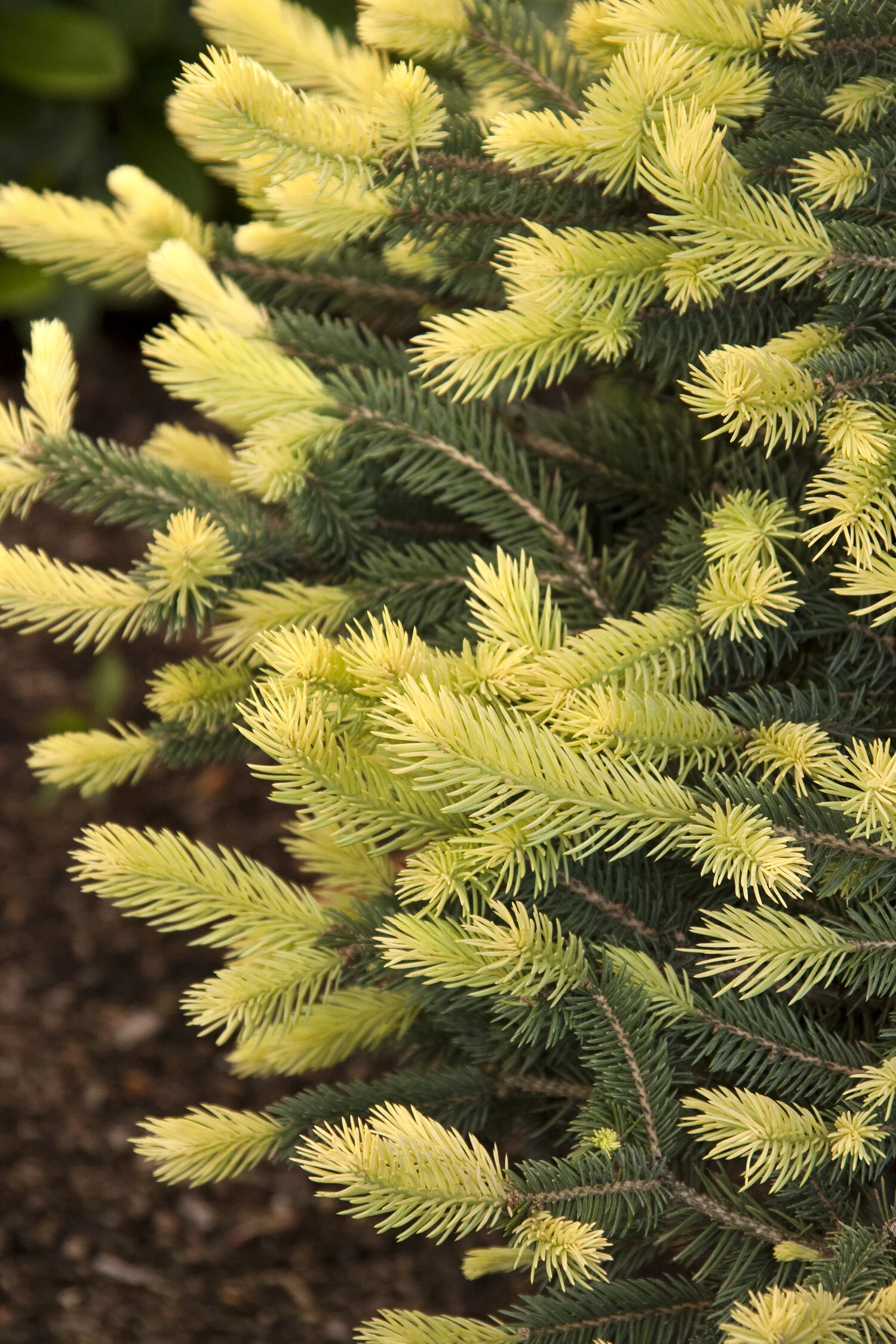 Sparkler® Colorado Blue Spruce 1 Sparkler® Colorado Blue Spruce