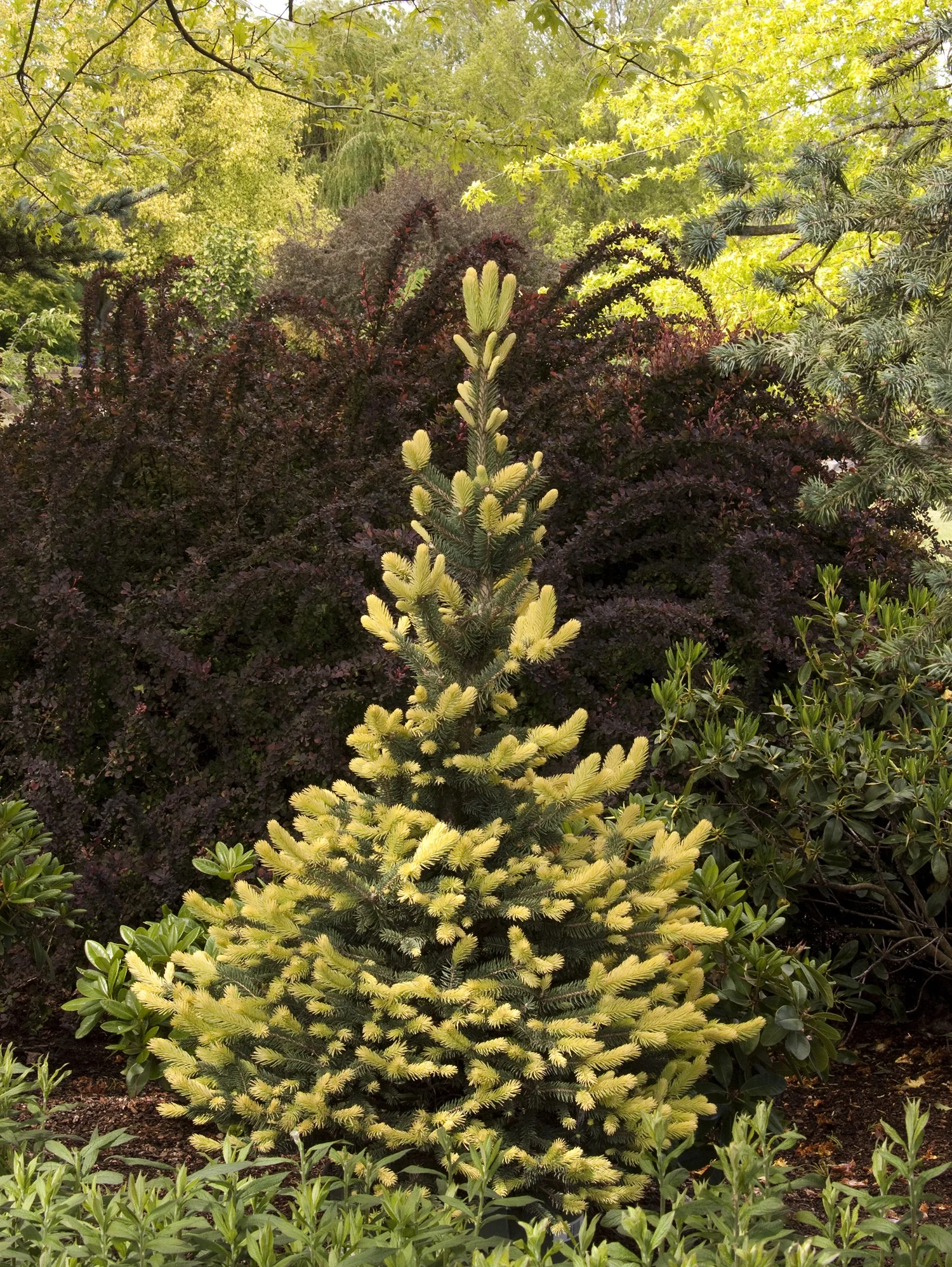 Sparkler® Colorado Blue Spruce 2 Sparkler® Colorado Blue Spruce
