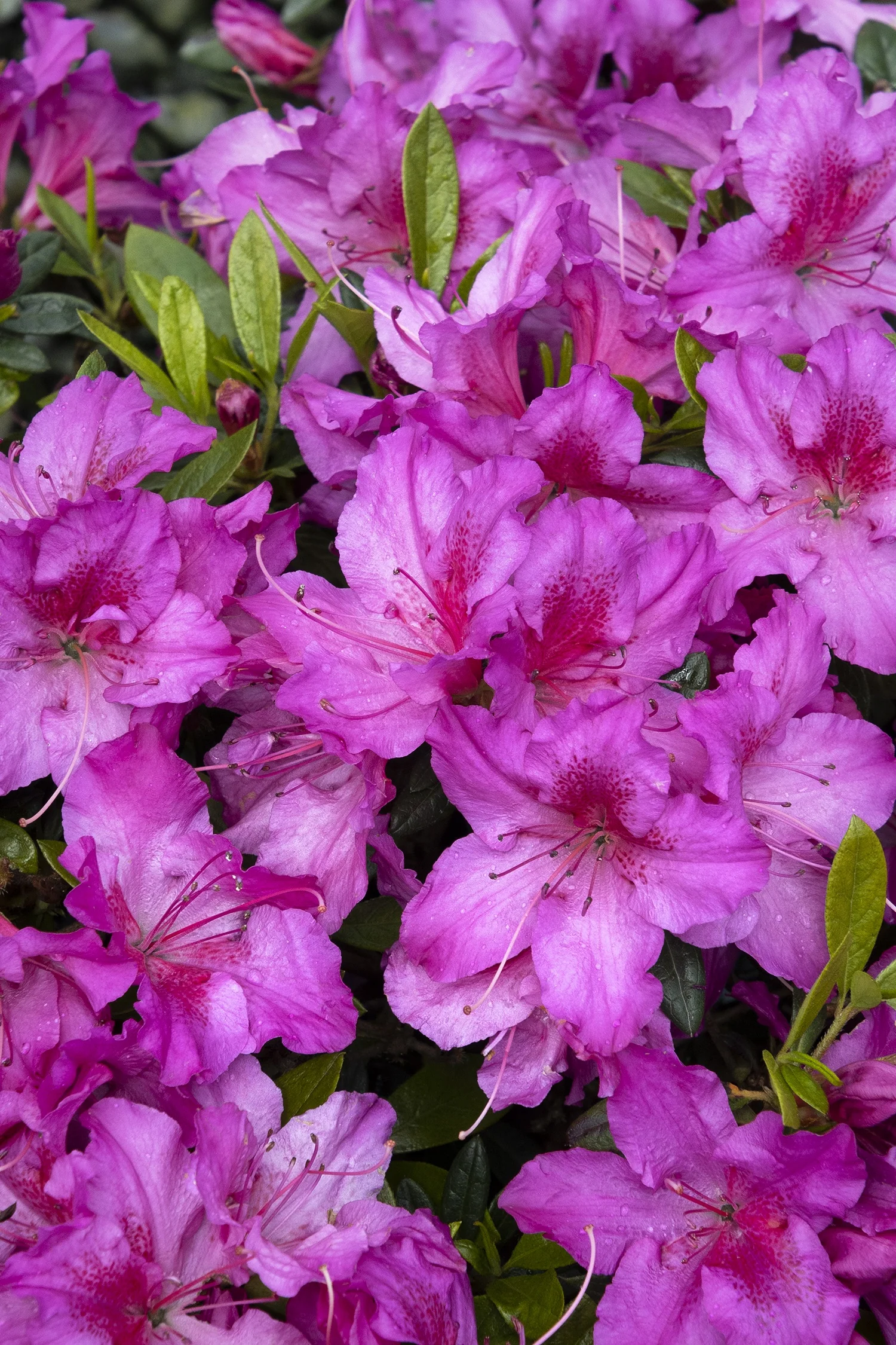 Double Shot® Grape Azalea