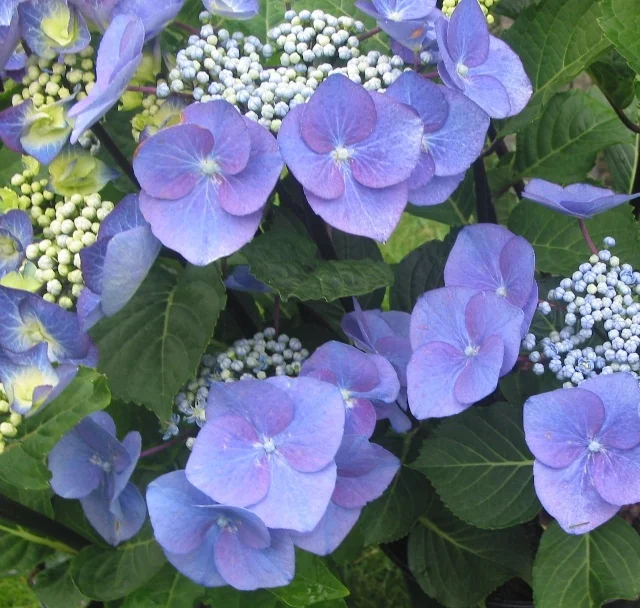 Zorro Lacecap Hydrangea 5 Zorro Lacecap Hydrangea