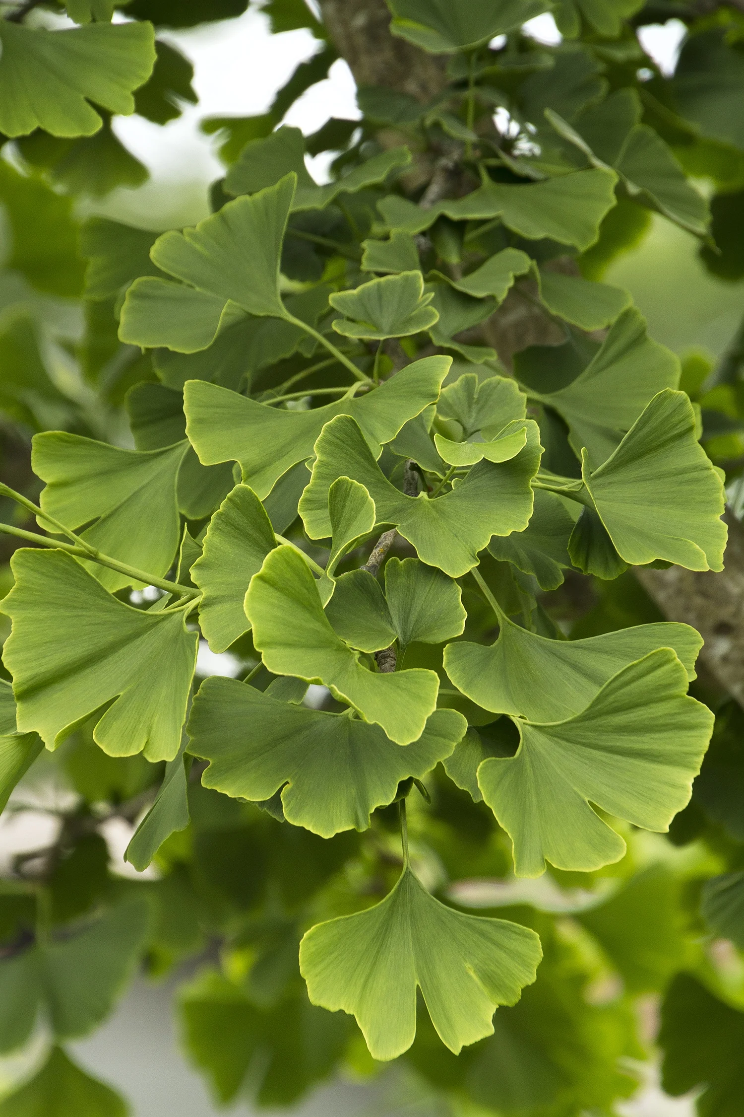 Princeton Sentry® Ginkgo 1 Princeton Sentry® Ginkgo