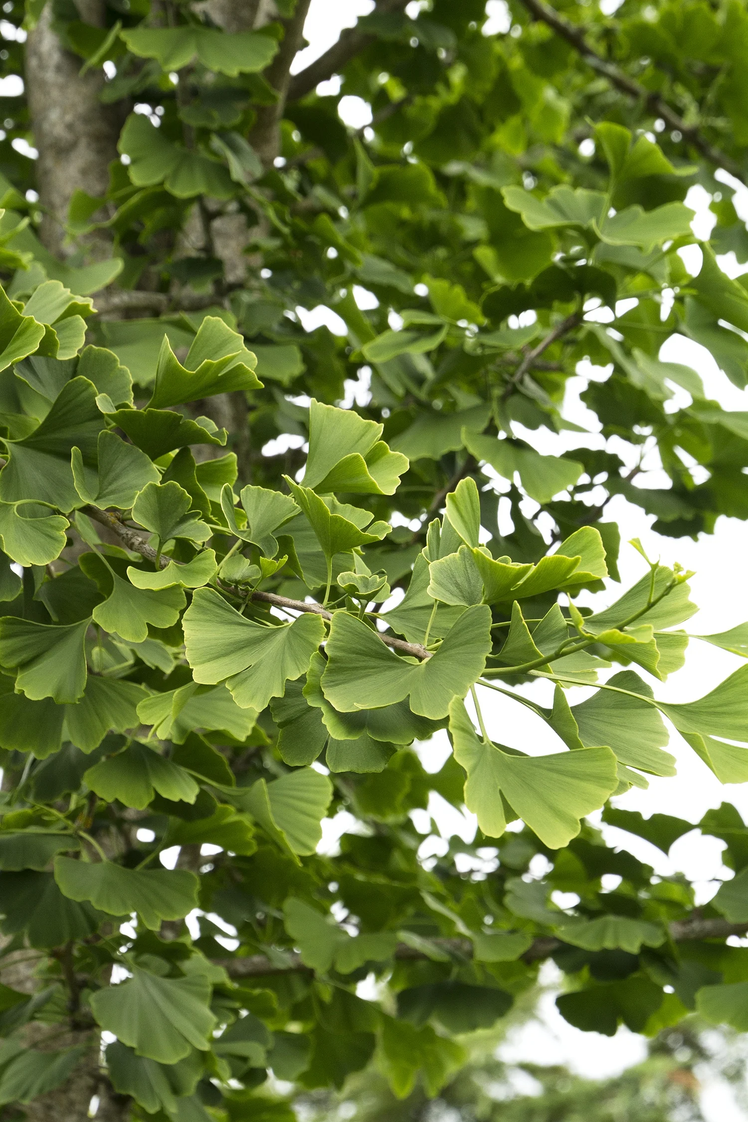 Princeton Sentry® Ginkgo 2 Princeton Sentry® Ginkgo