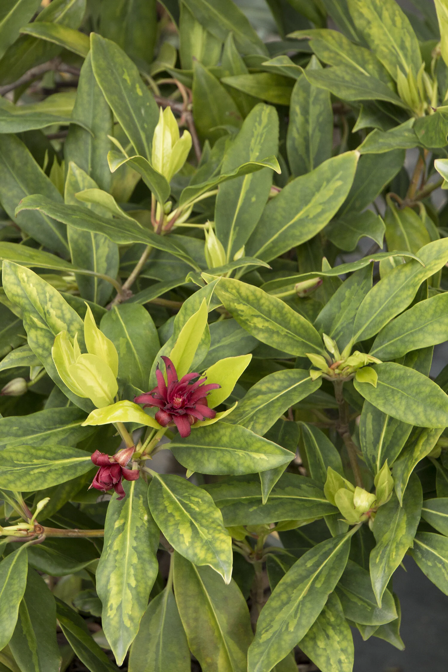 Paradise Song™ Anise Tree