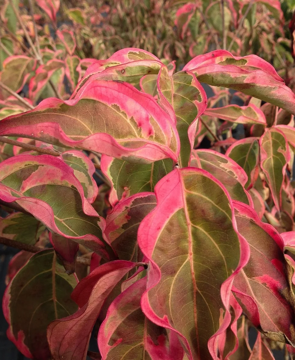 Samaritan® Chinese Dogwood 7 Samaritan® Chinese Dogwood