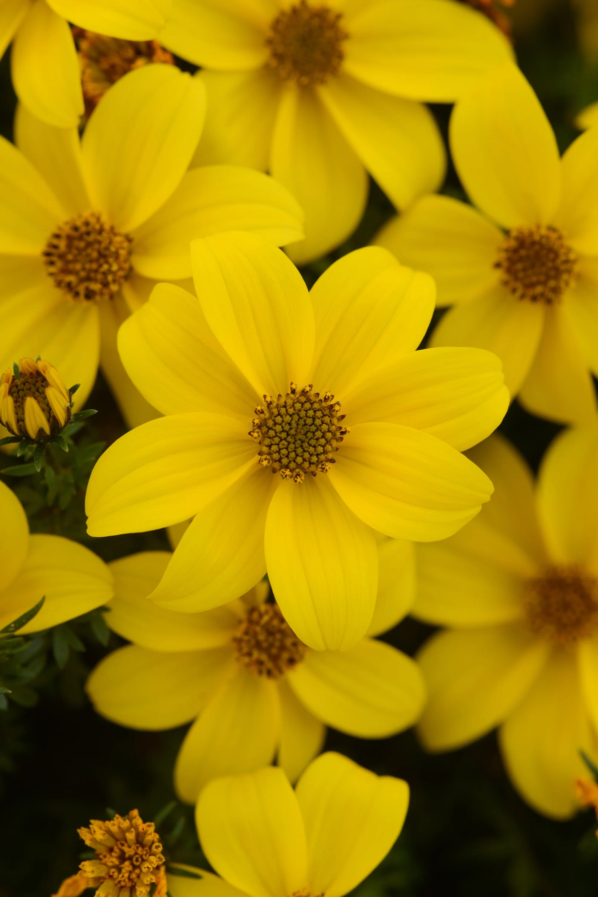 Sun Drop Compact Bidens