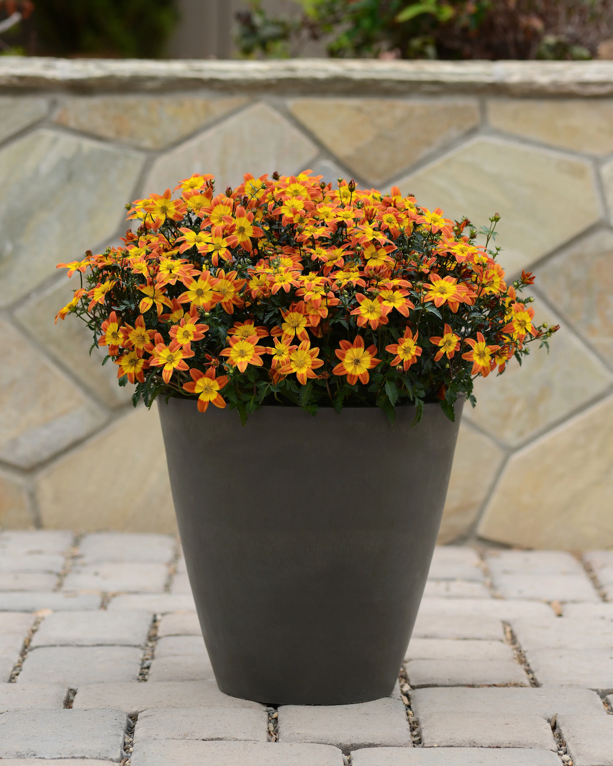 Bee Alive Bidens