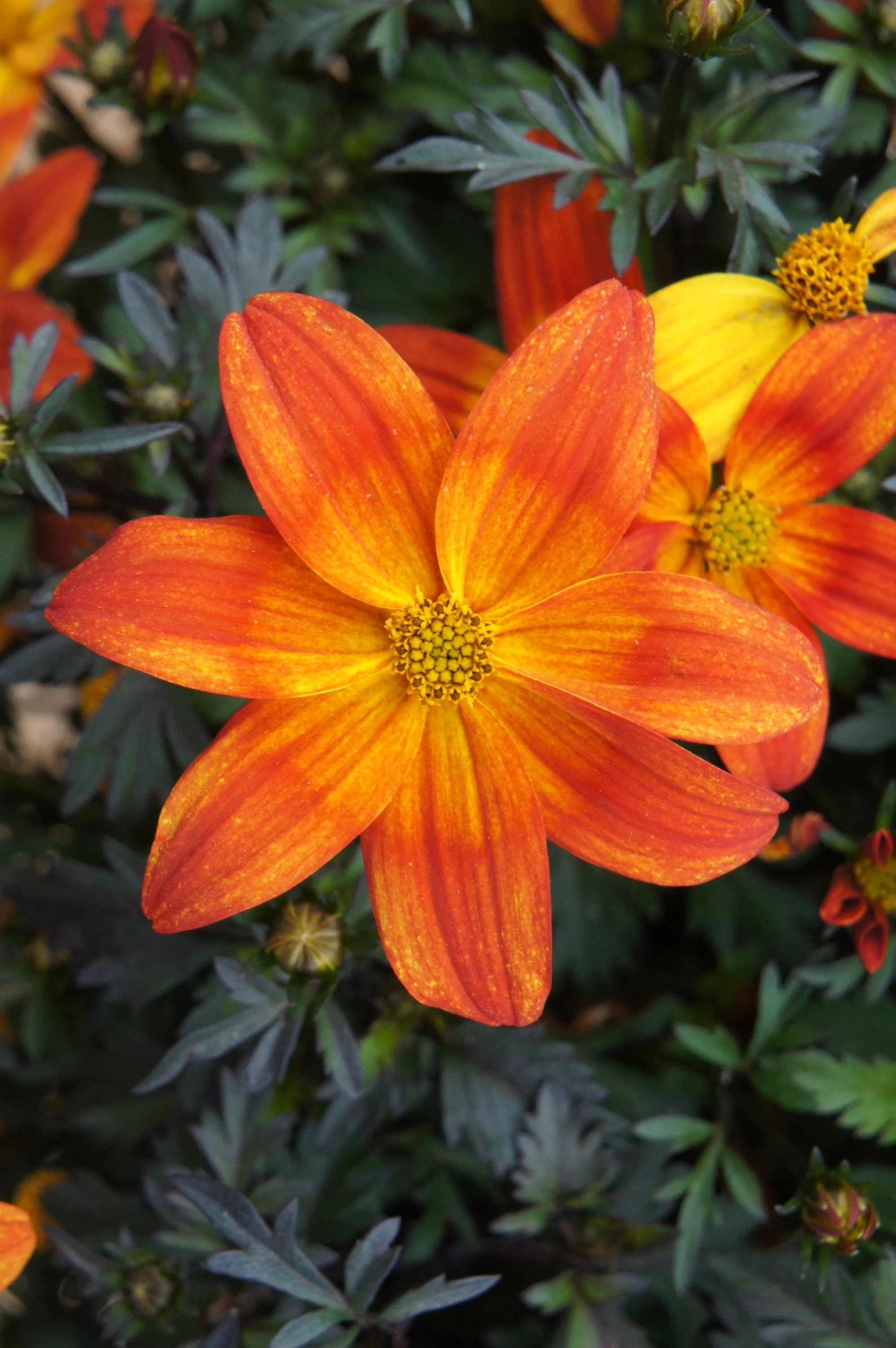 Bee Alive Bidens