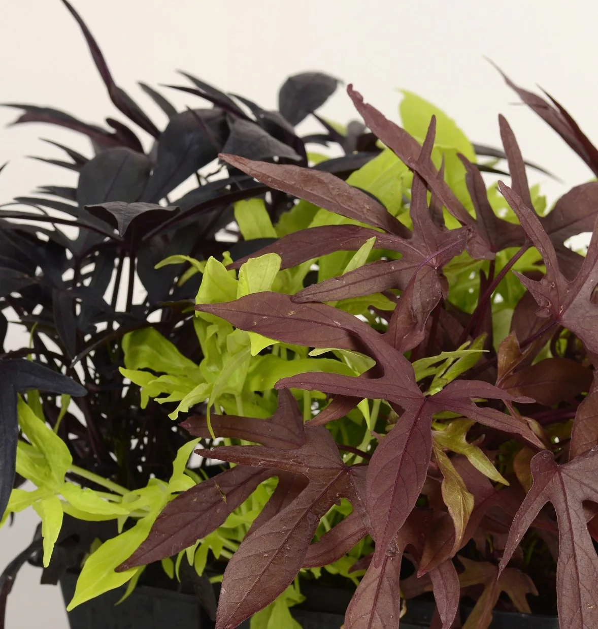 Spotlight Sweet Potato Vine
