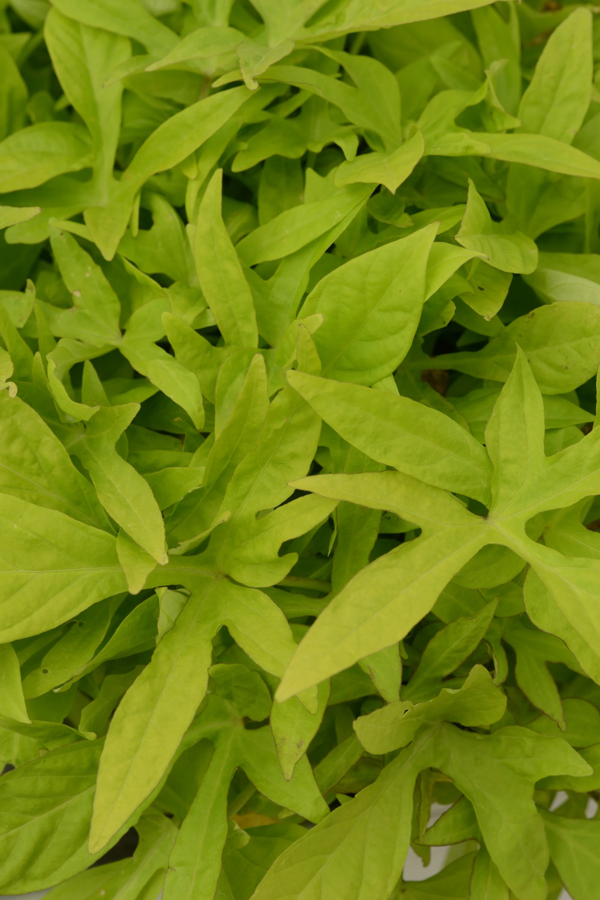 Spotlight Sweet Potato Vine
