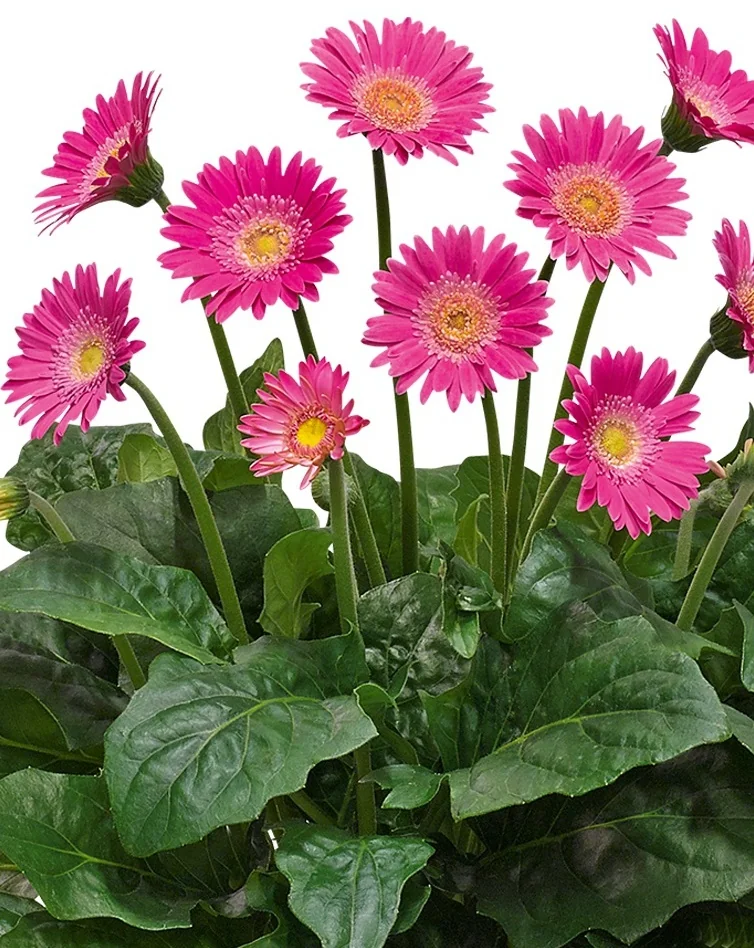 Garvinea® Classic Lydia Gerbera Daisy