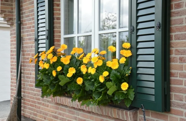 Garvinea® Sweet Smile Gerbera Daisy