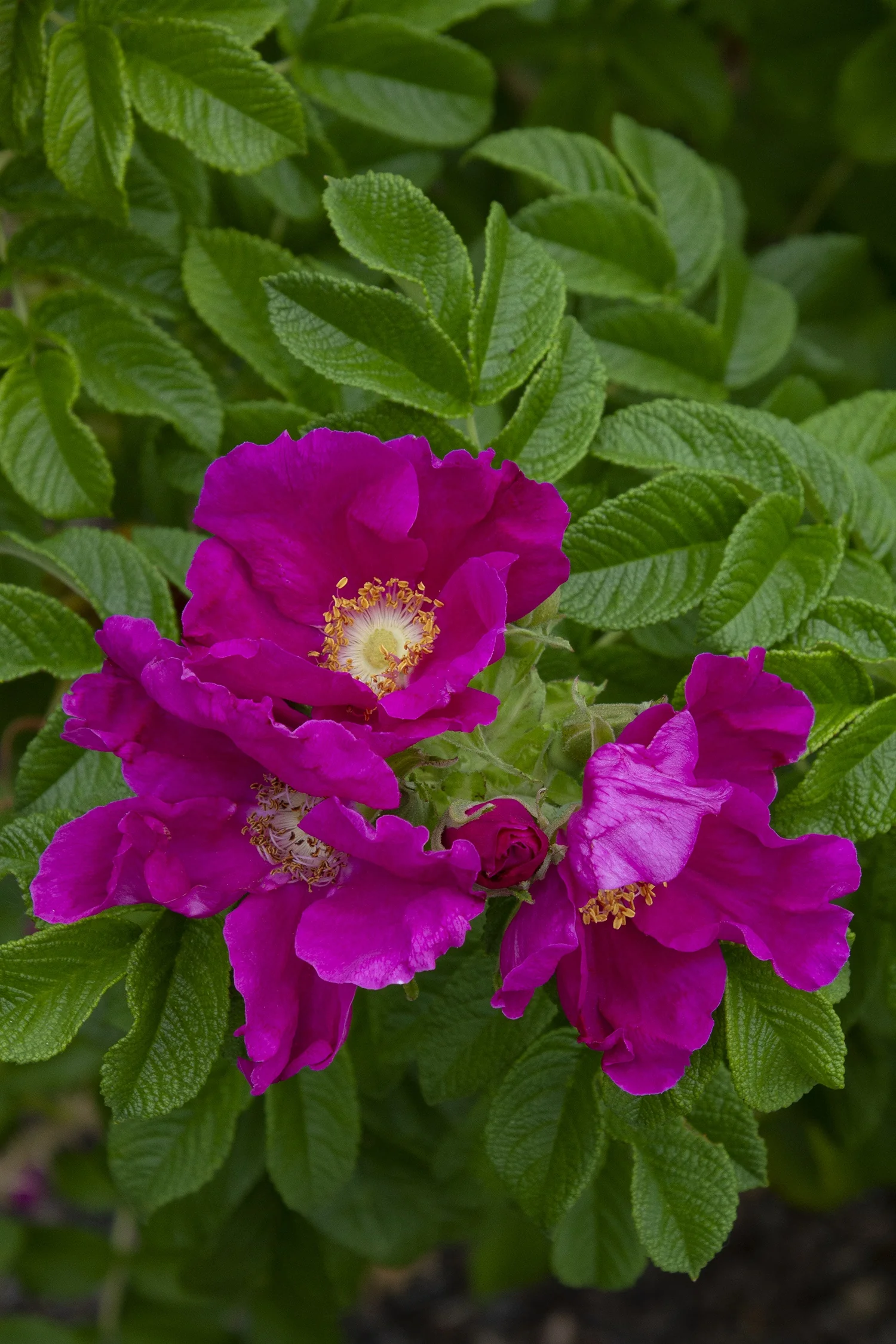 Pink Rugosa Rose 1 Pink Rugosa Rose