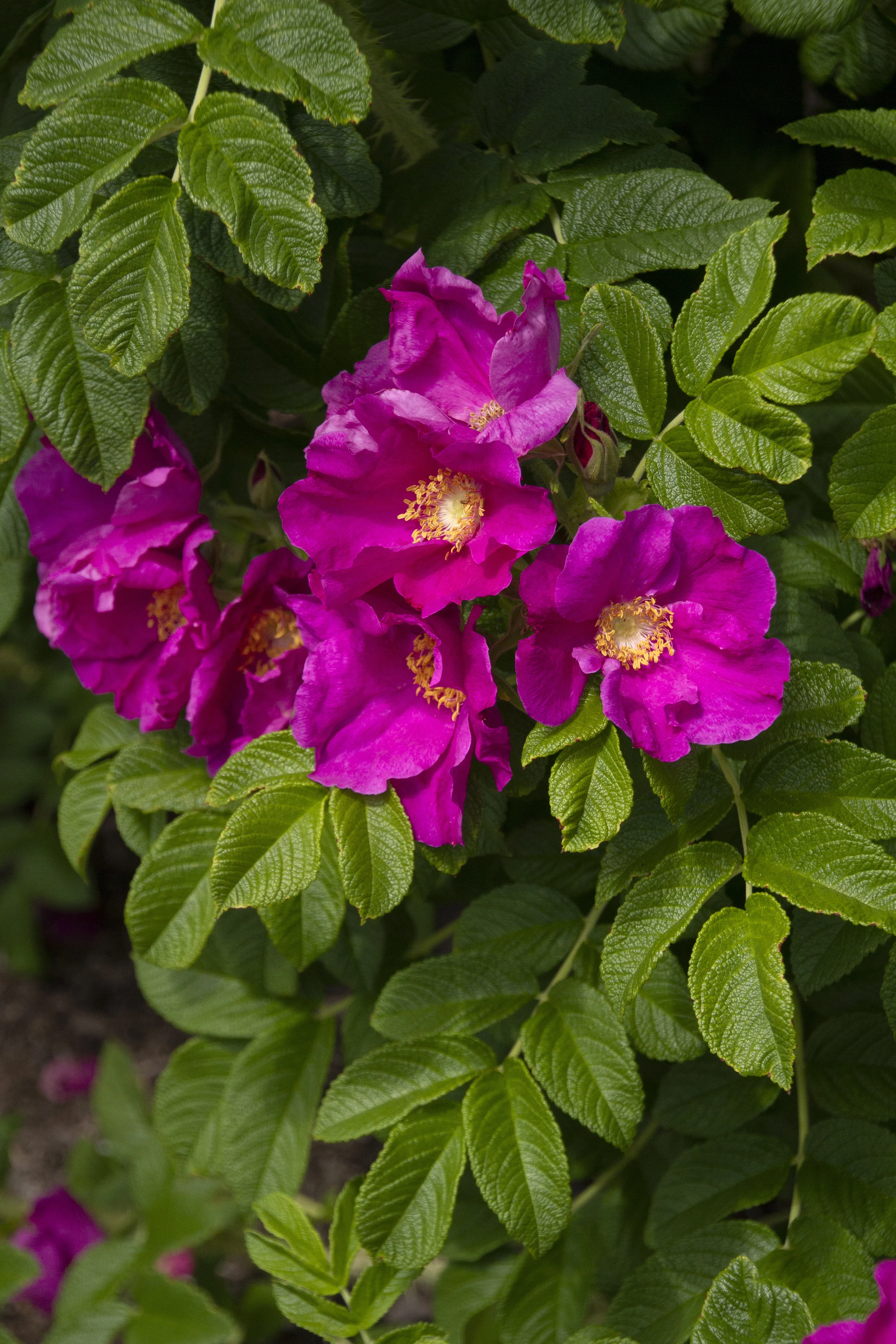 Pink Rugosa Rose 2 Pink Rugosa Rose