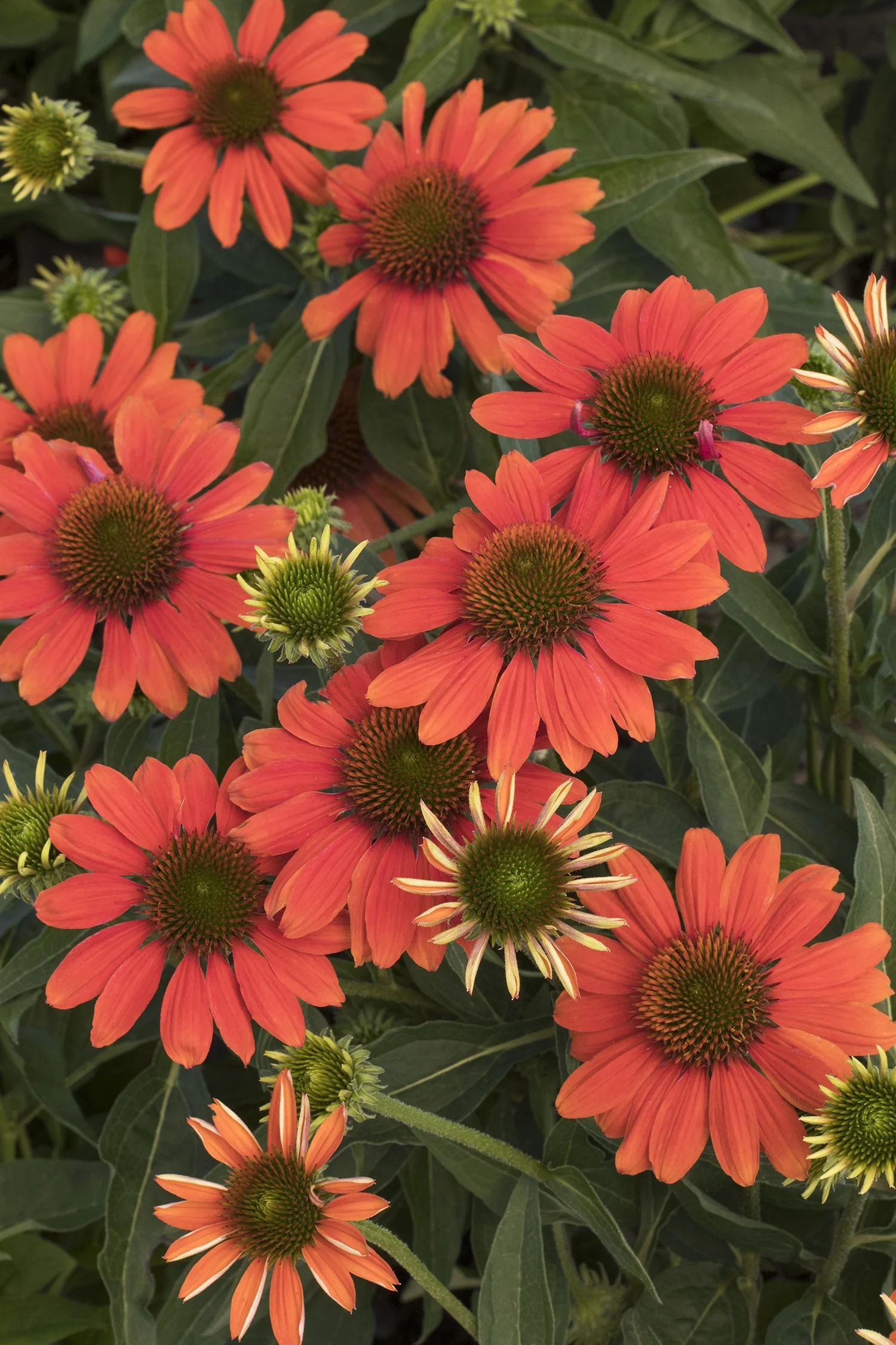 Sombrero® Adobe Orange Coneflower 5 Sombrero® Adobe Orange Coneflower