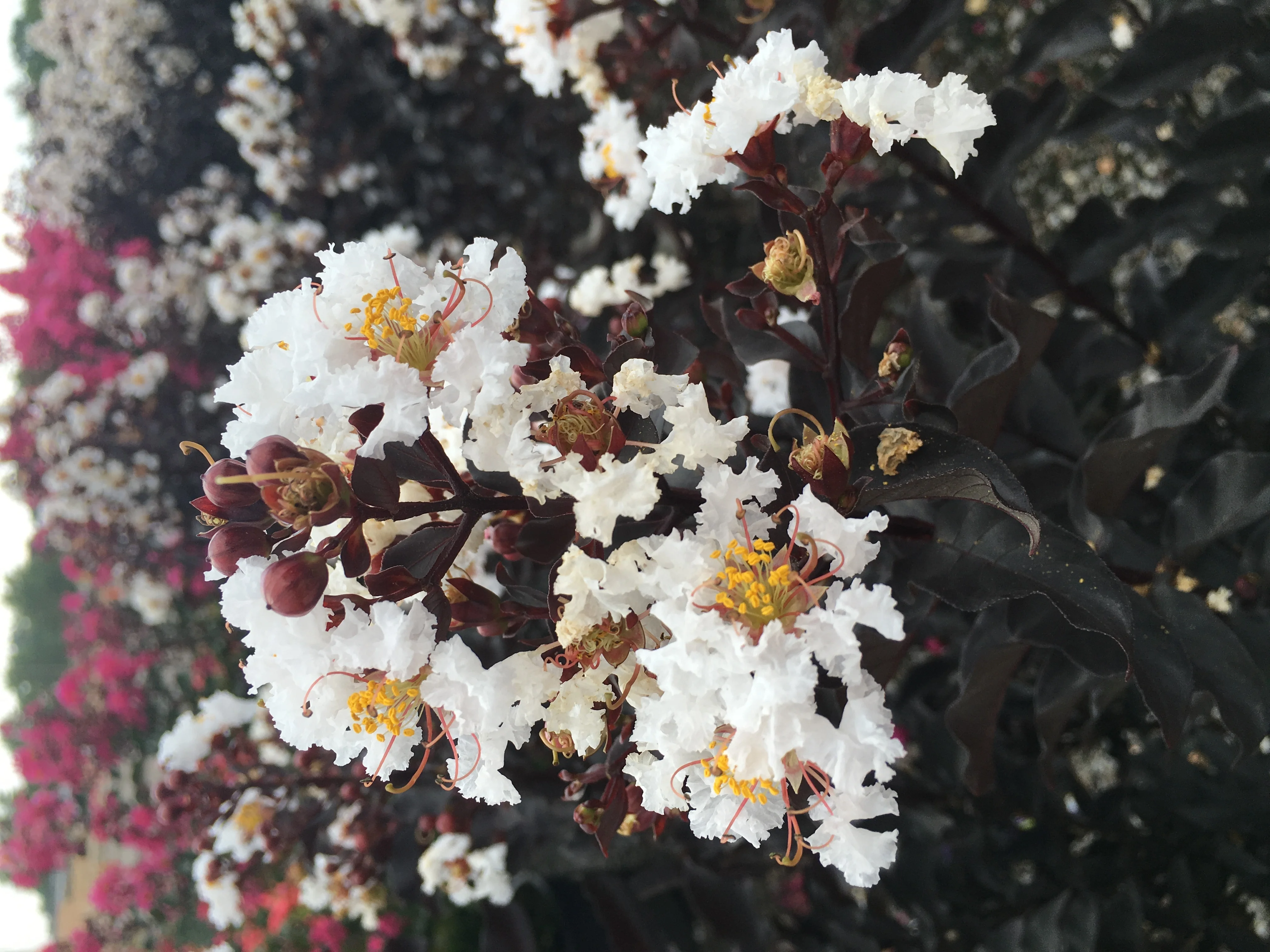 Ebony and Ivory Crape Myrtle 4 Ebony and Ivory Crape Myrtle