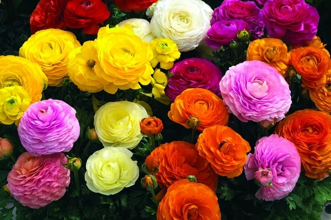 Maché™ Mix Persian Buttercup 12 Maché™ Mix Persian Buttercup