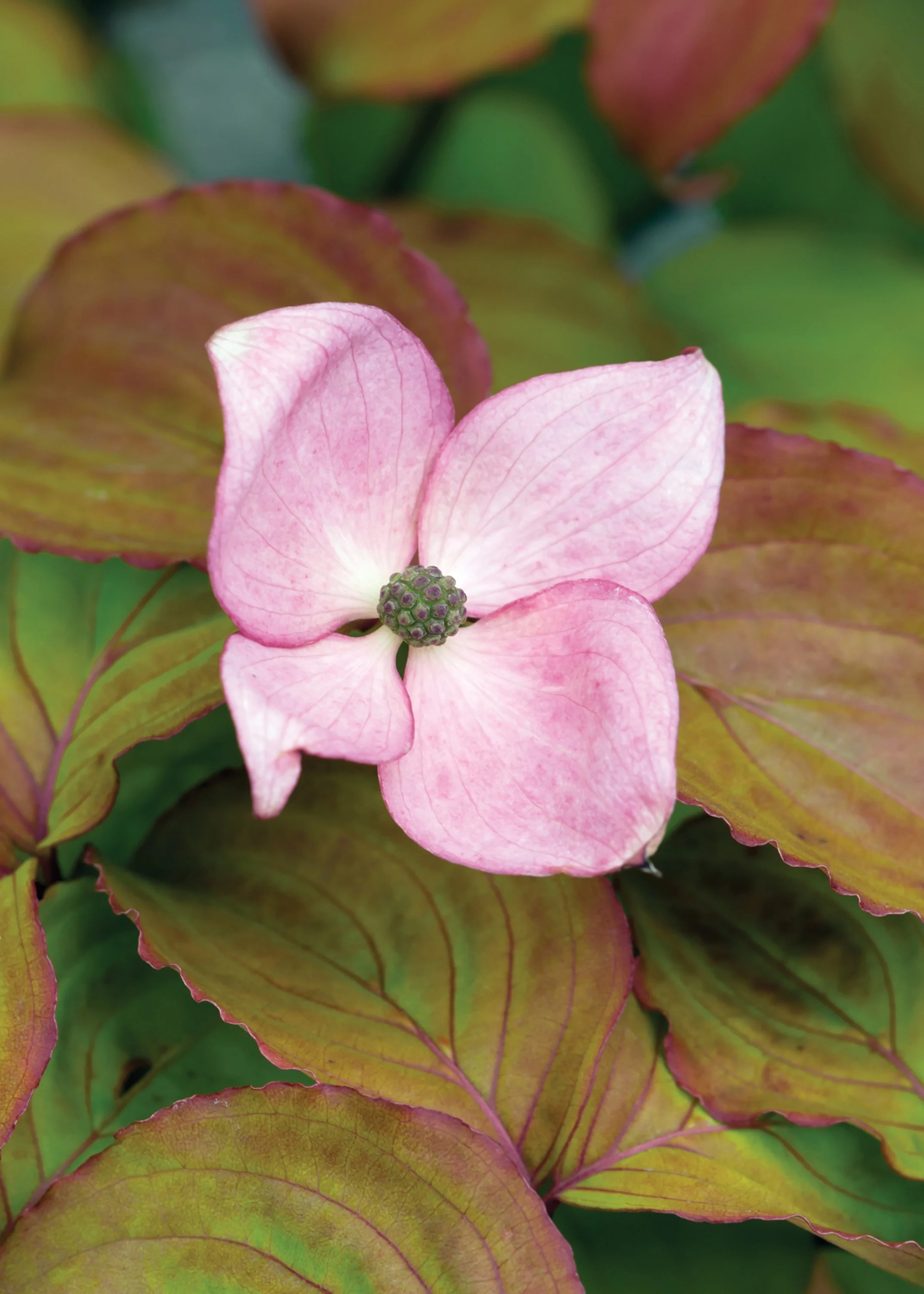 Heart Throb® Chinese Dogwood 5 Heart Throb® Chinese Dogwood