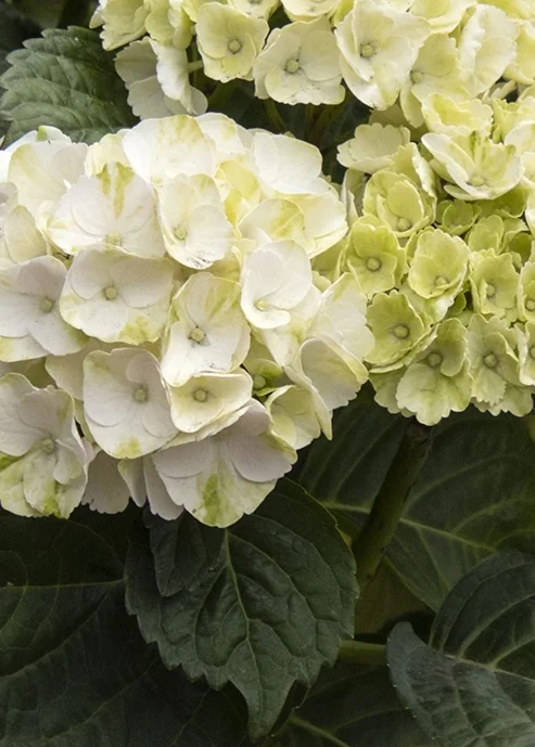Seaside Serenade® Cape Lookout Hydrangea 13 Seaside Serenade® Cape Lookout Hydrangea