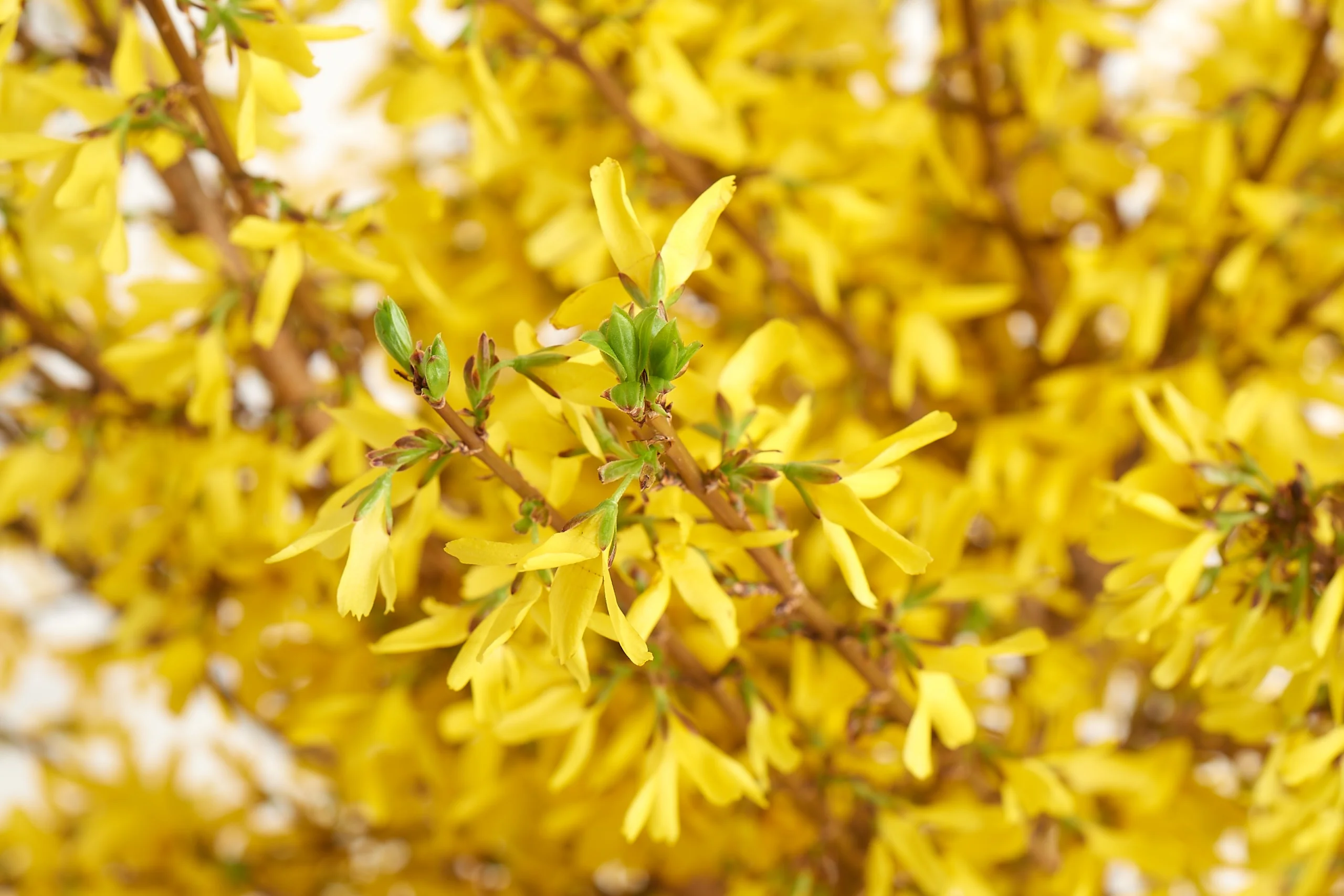 Springshine® Forsythia