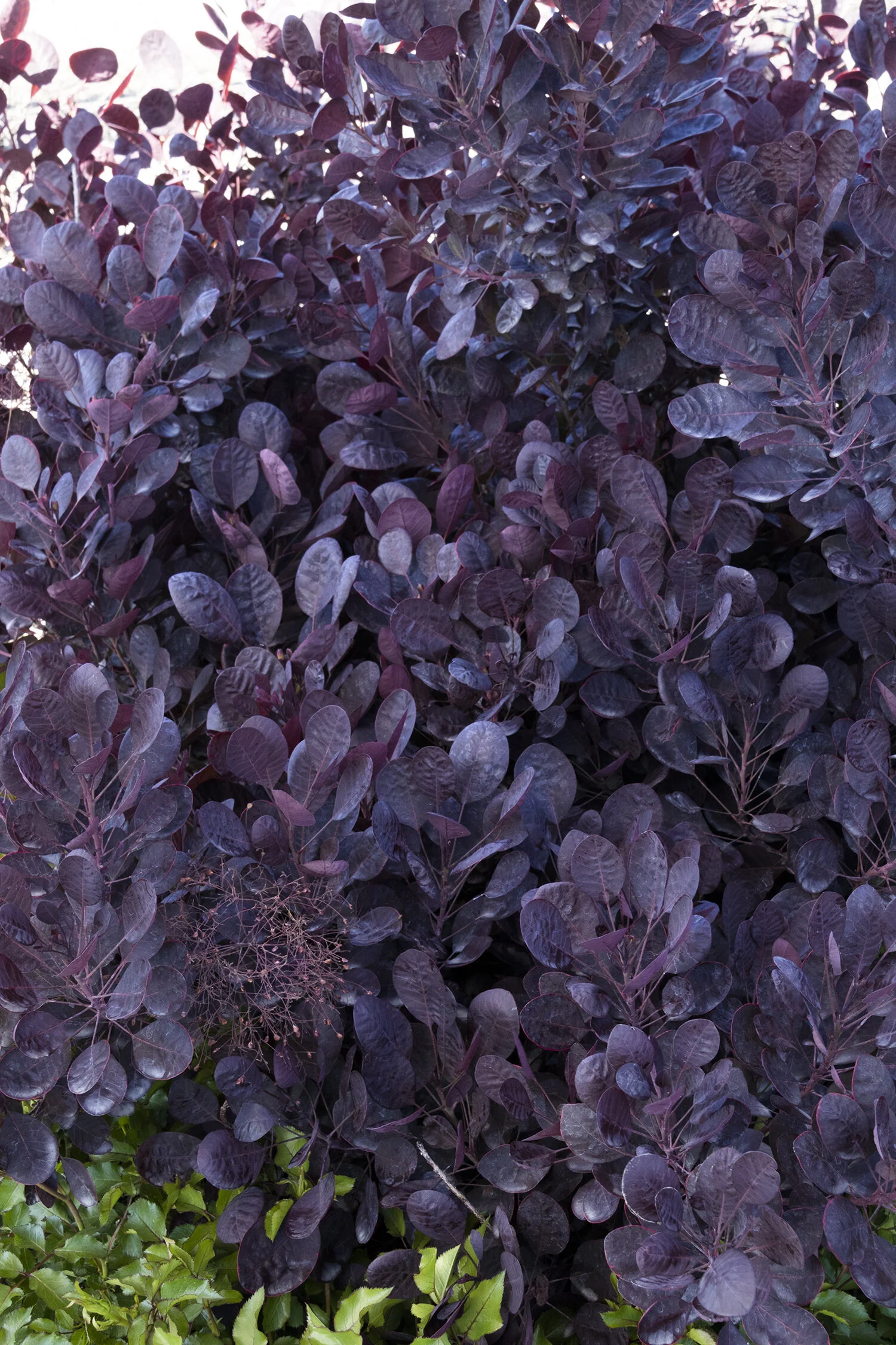 Lilla Smoke Bush 3 Lilla Smoke Bush