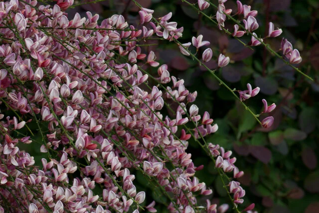 Holland Broom