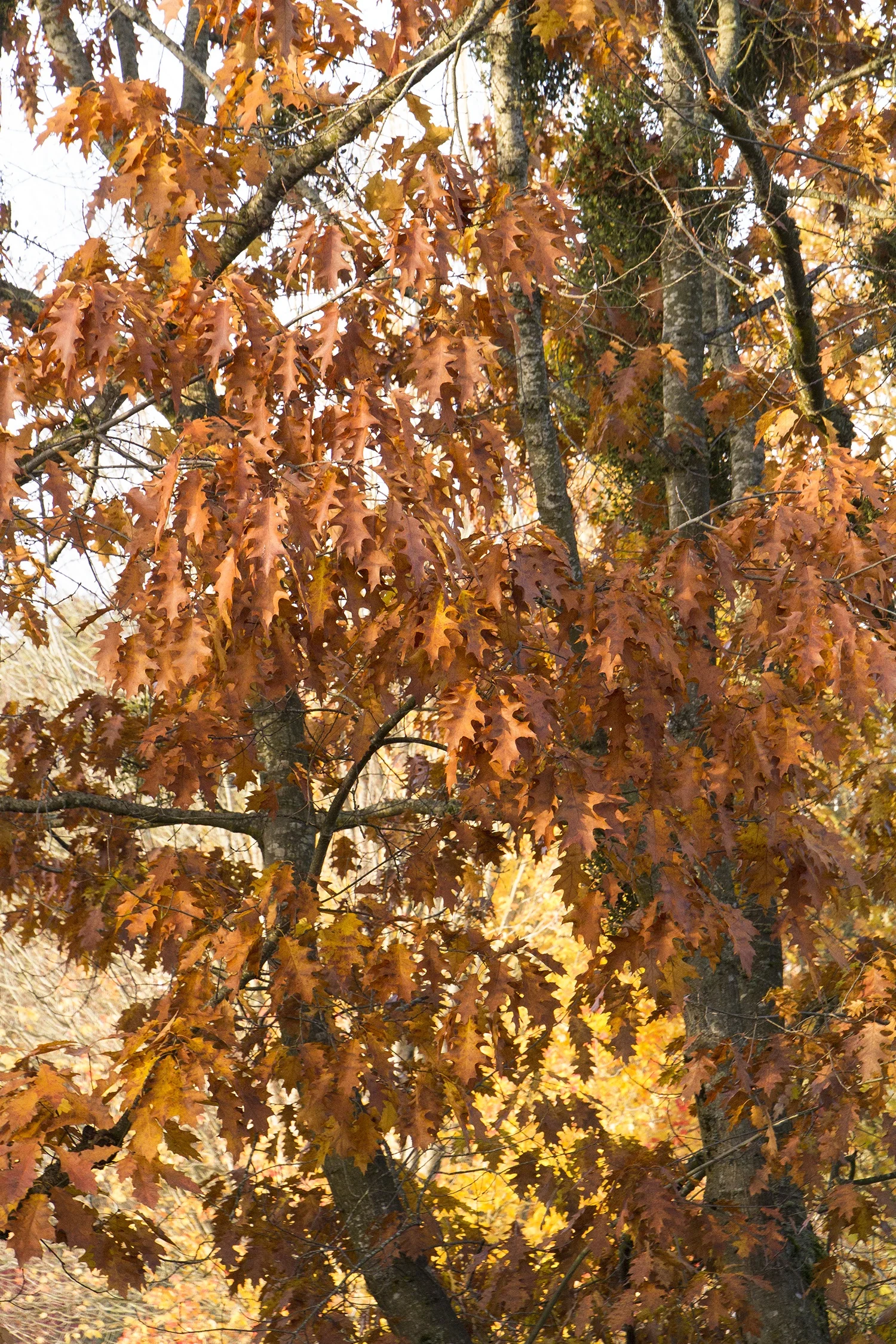 Northern Red Oak 3 Northern Red Oak