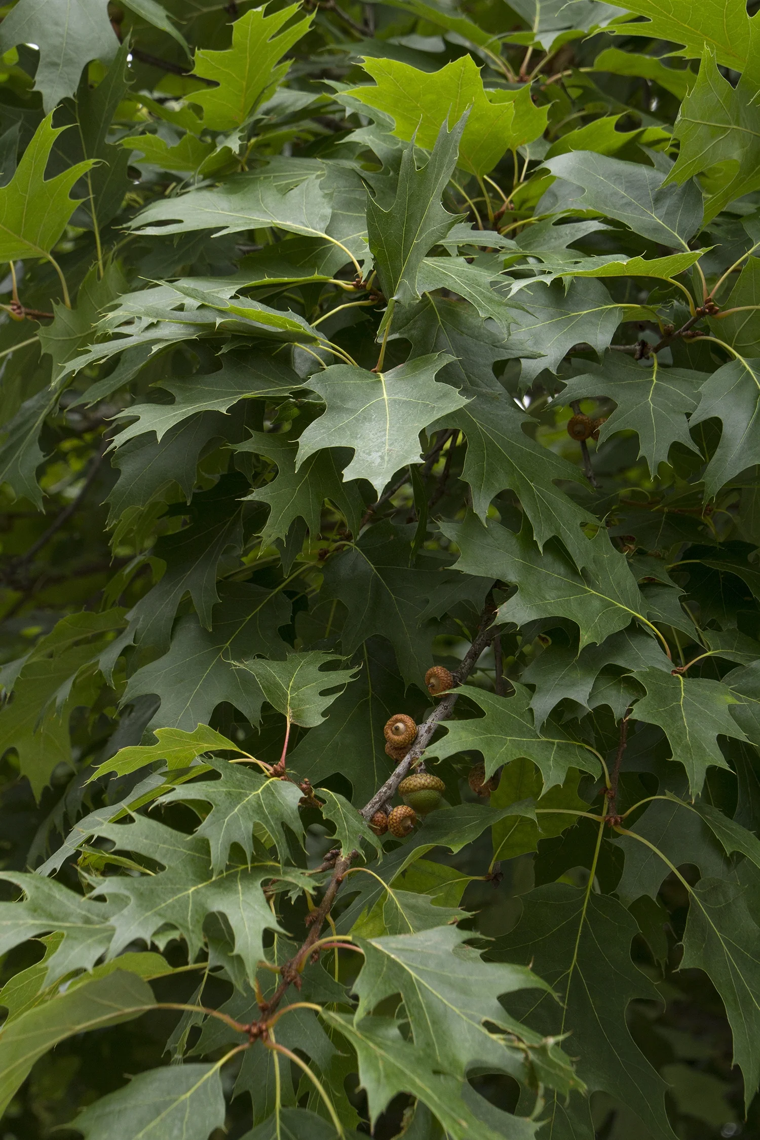 Northern Red Oak 4 Northern Red Oak
