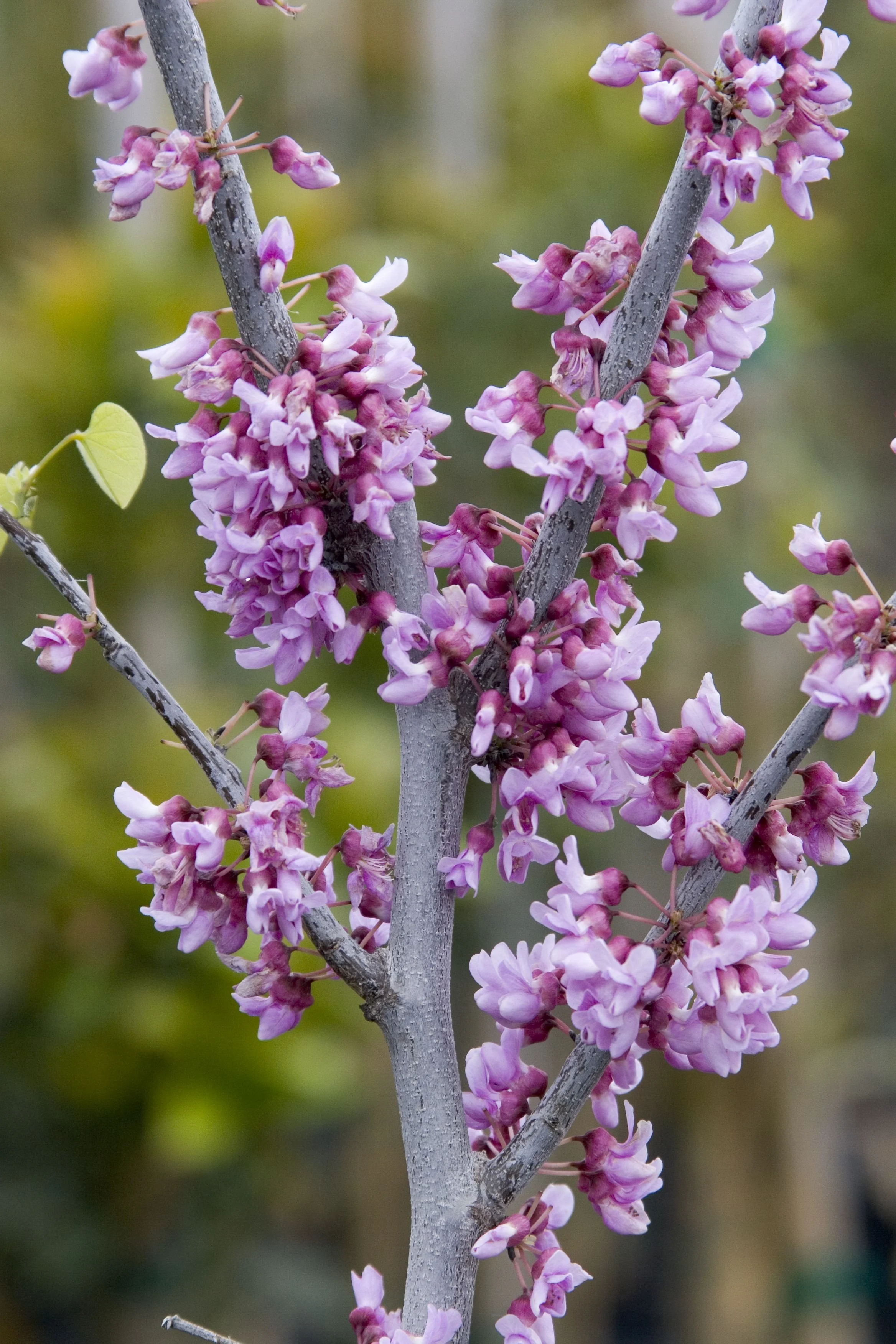 Eastern Redbud 1 Eastern Redbud