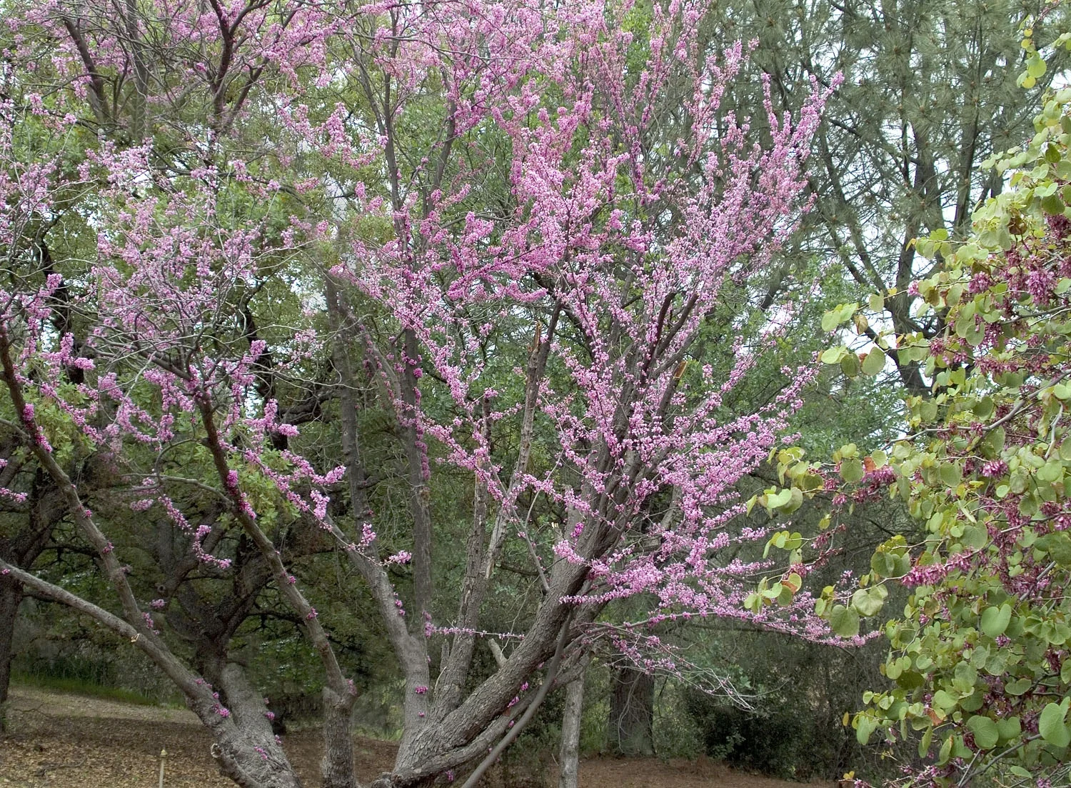 Eastern Redbud 2 Eastern Redbud