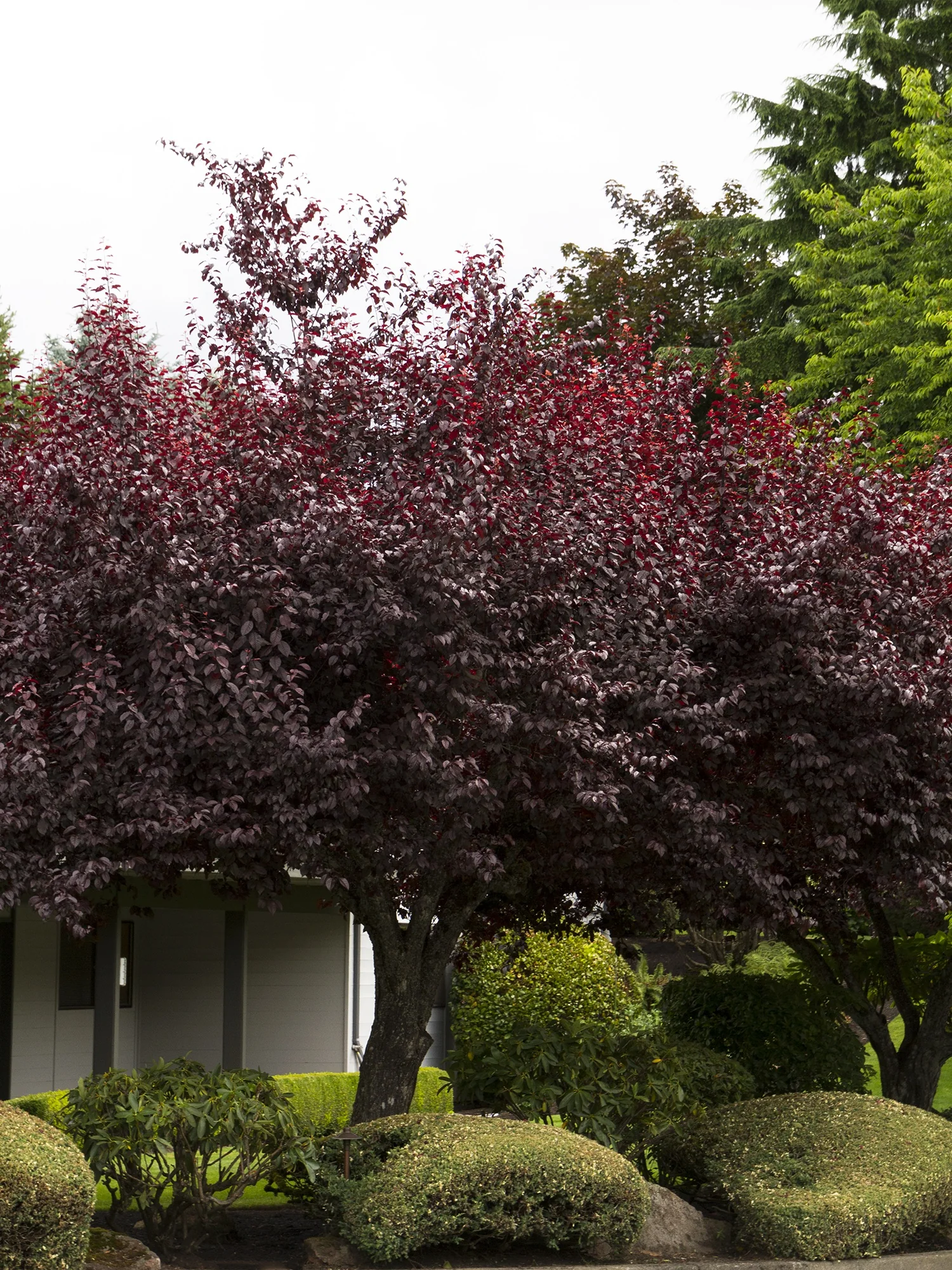 Krauter Vesuvius Purple Leaf Plum 1 Krauter Vesuvius Purple Leaf Plum