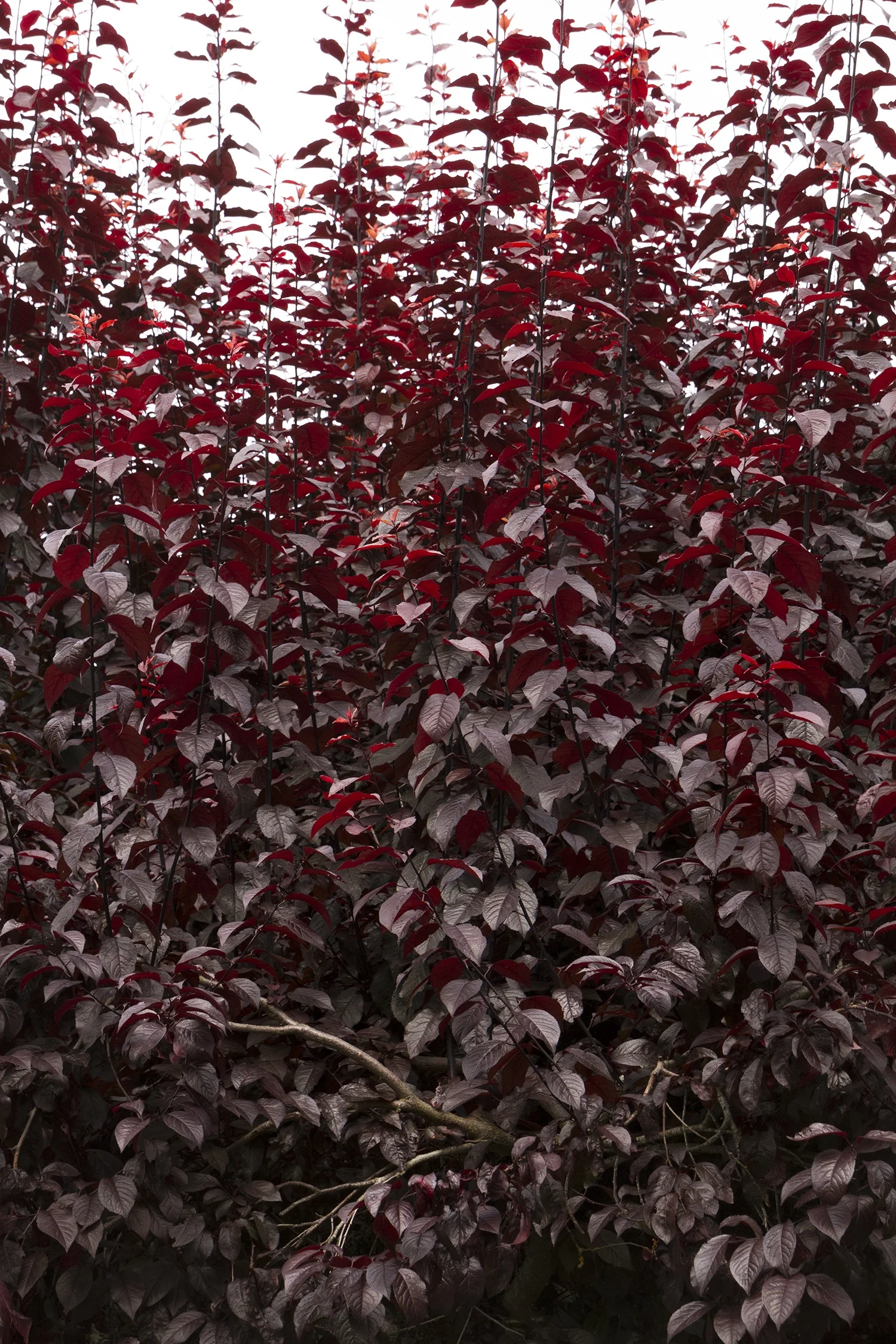 Krauter Vesuvius Purple Leaf Plum 2 Krauter Vesuvius Purple Leaf Plum