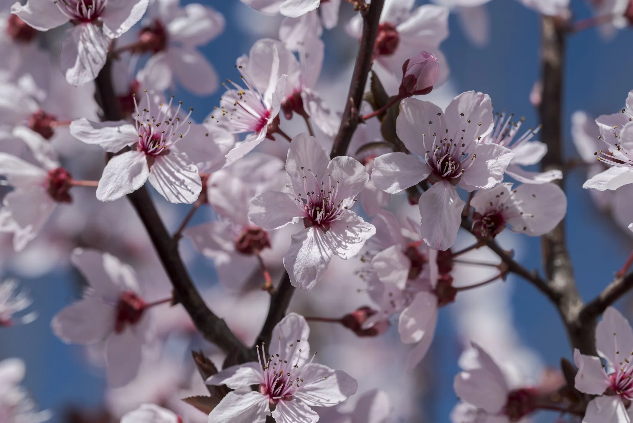 Krauter Vesuvius Purple Leaf Plum 3 Krauter Vesuvius Purple Leaf Plum
