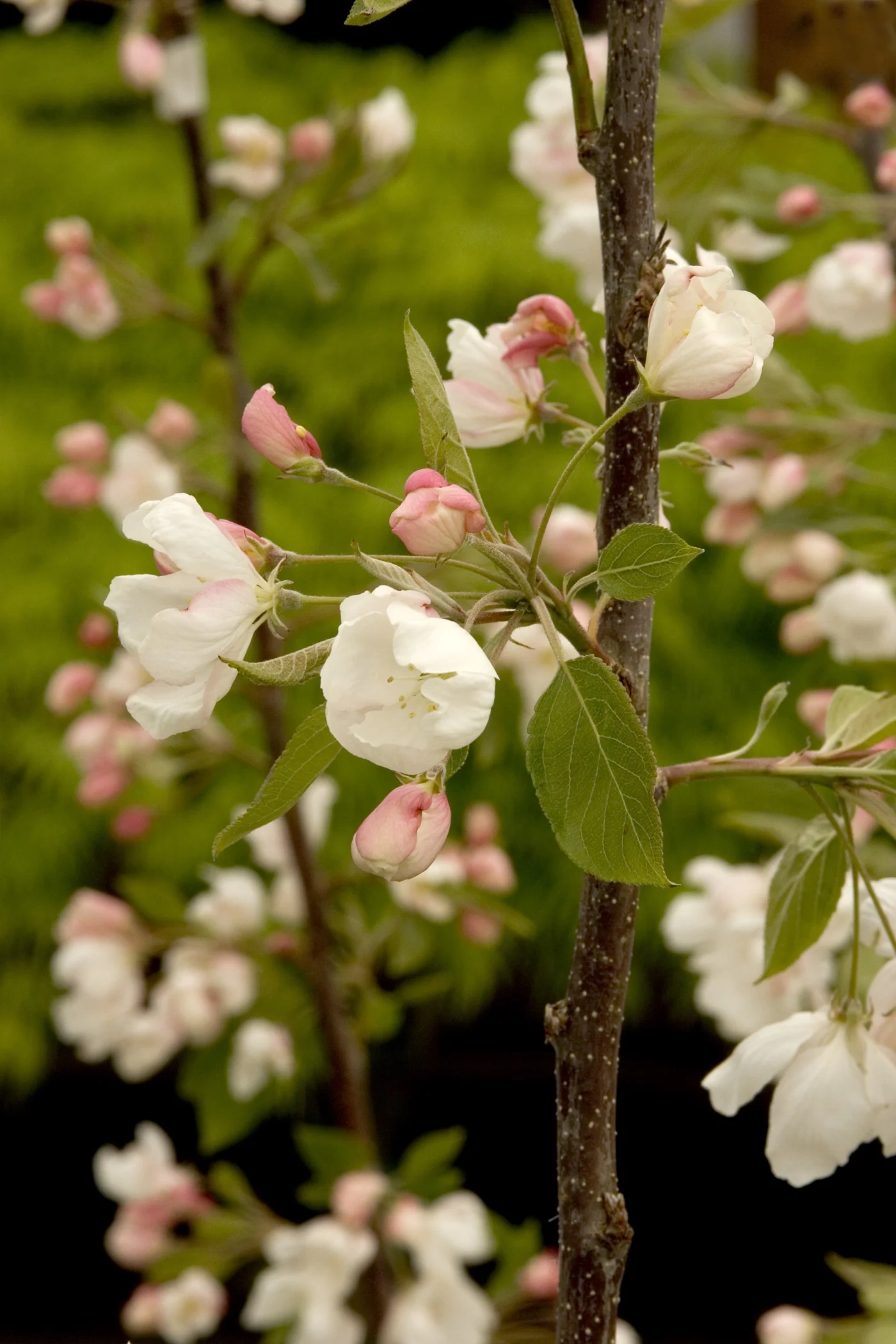 Tina Sargent Crabapple 6 Tina Sargent Crabapple