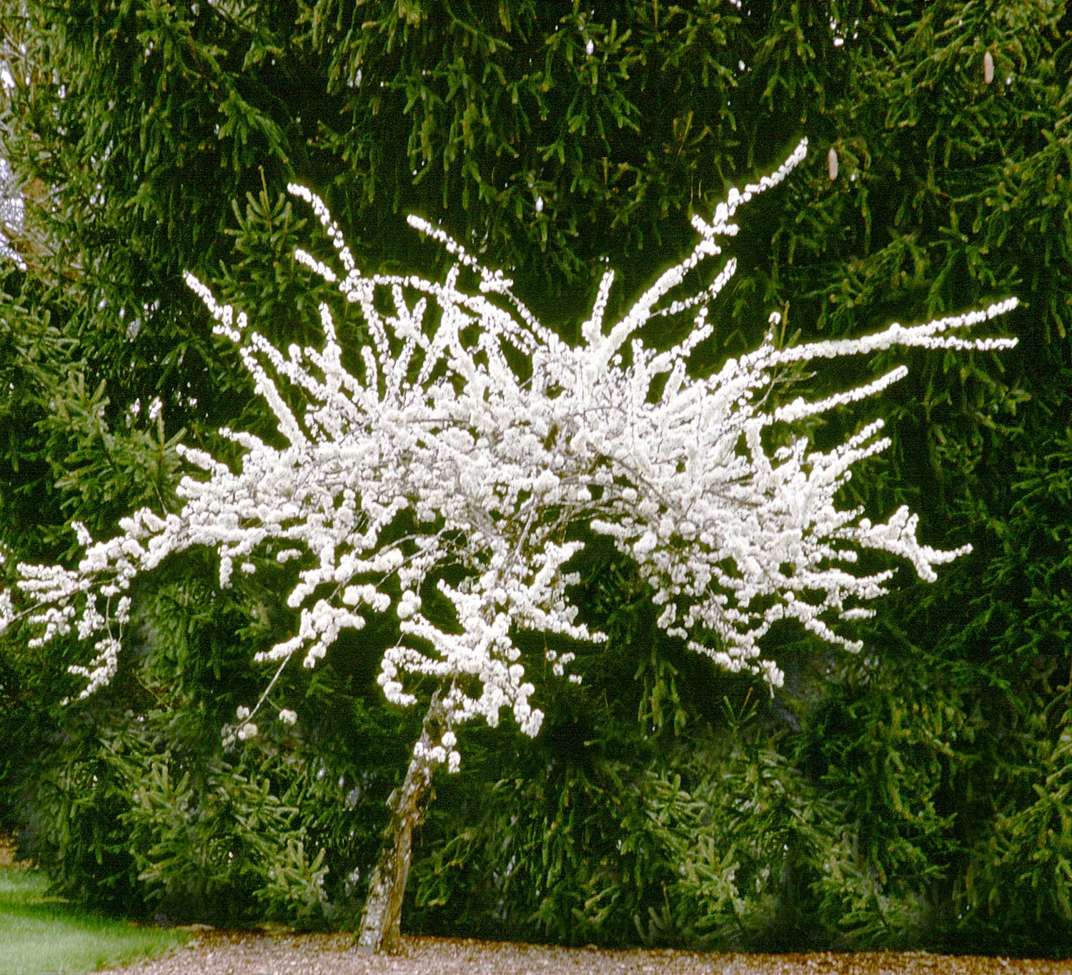 Tina Sargent Crabapple 2 Tina Sargent Crabapple