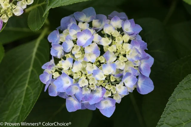 Let's Dance® Blue Jangles® Hydrangea 5 Let's Dance® Blue Jangles® Hydrangea