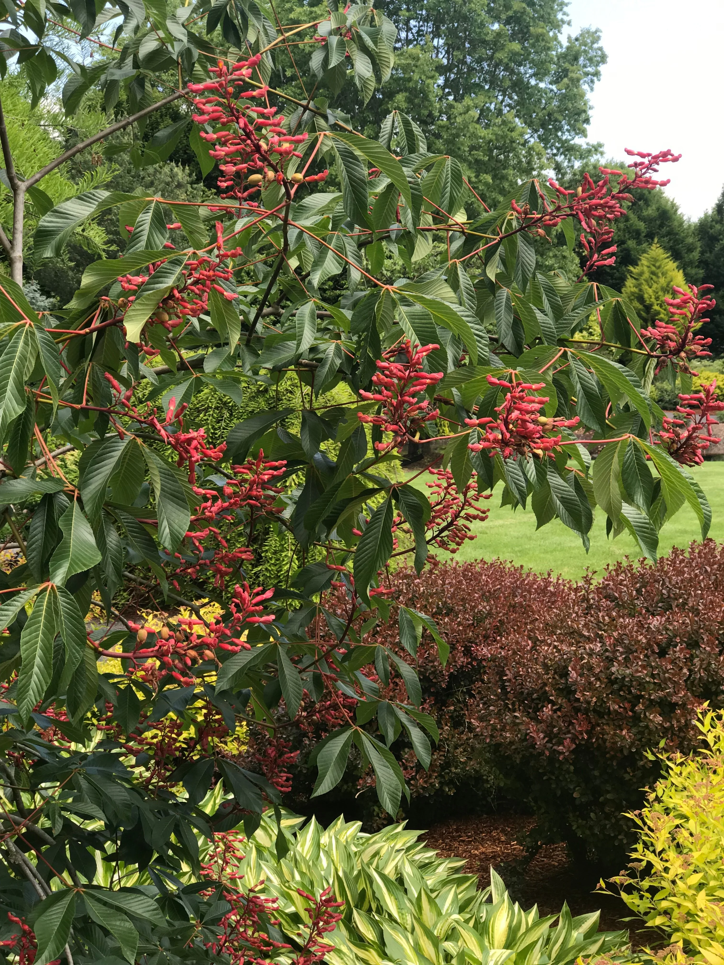 Red Buckeye 1 Red Buckeye