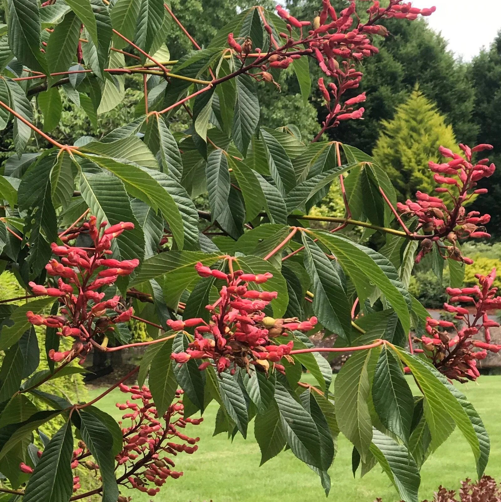 Red Buckeye 2 Red Buckeye
